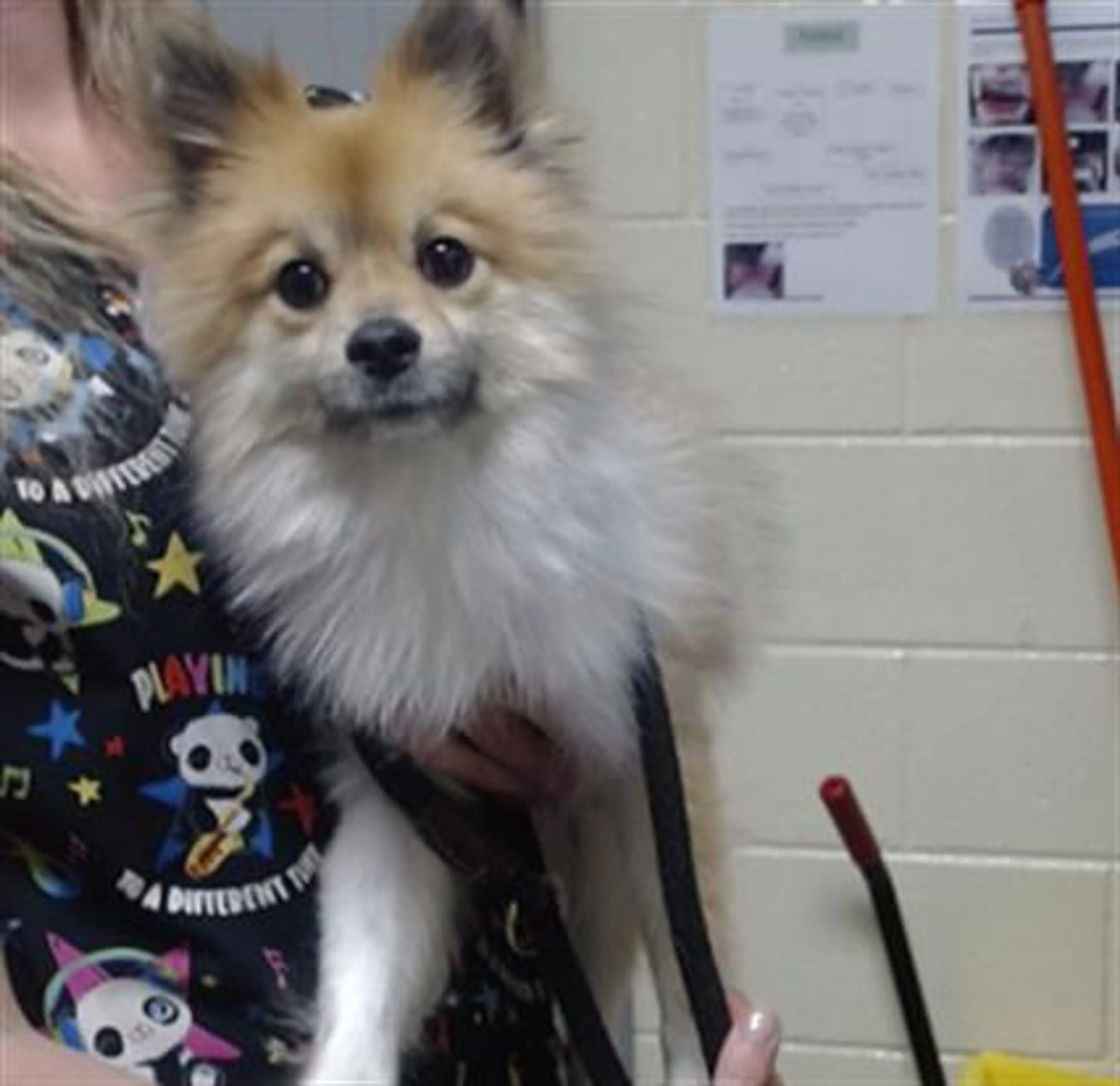 Found pet