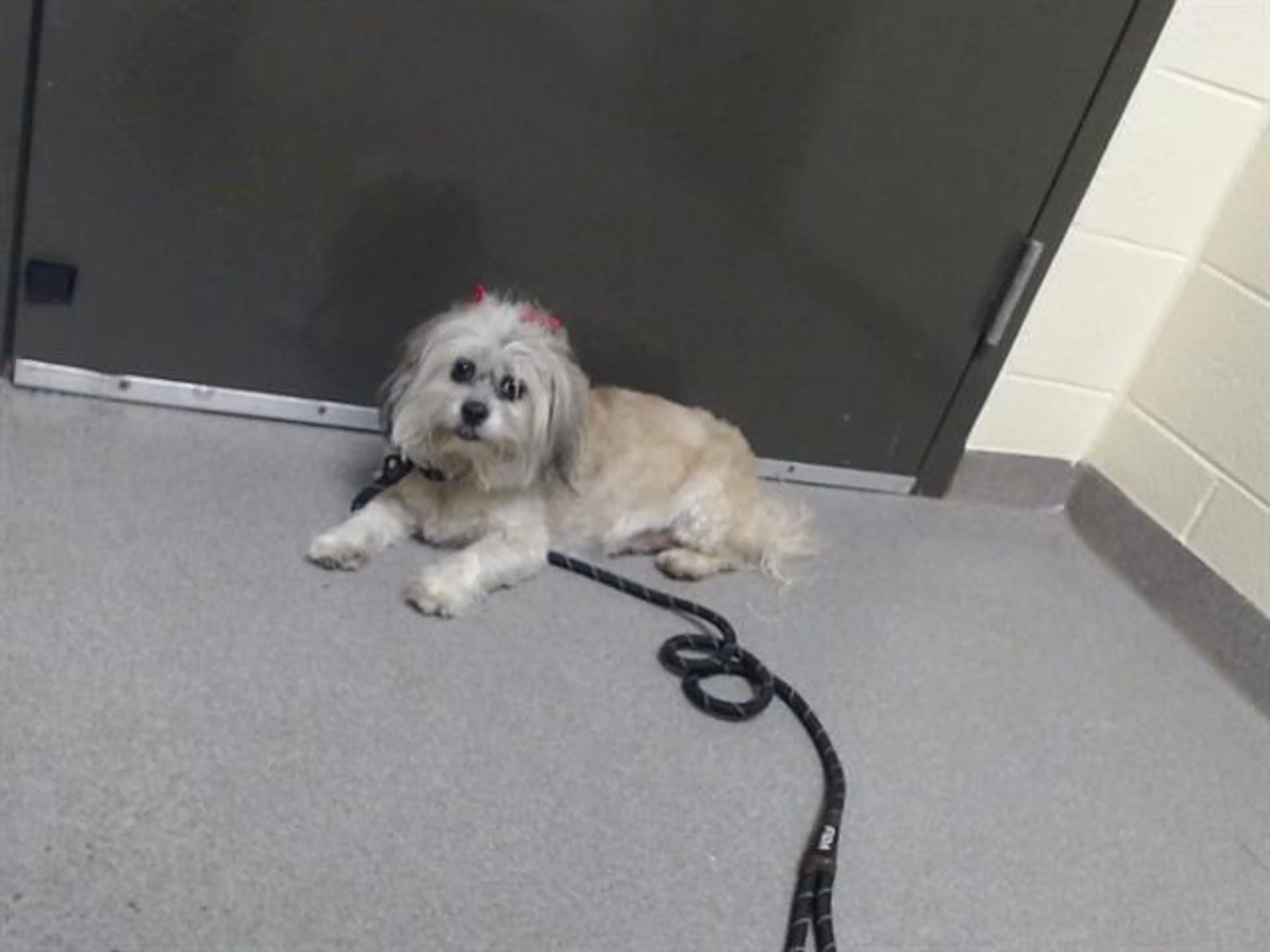 Found pet