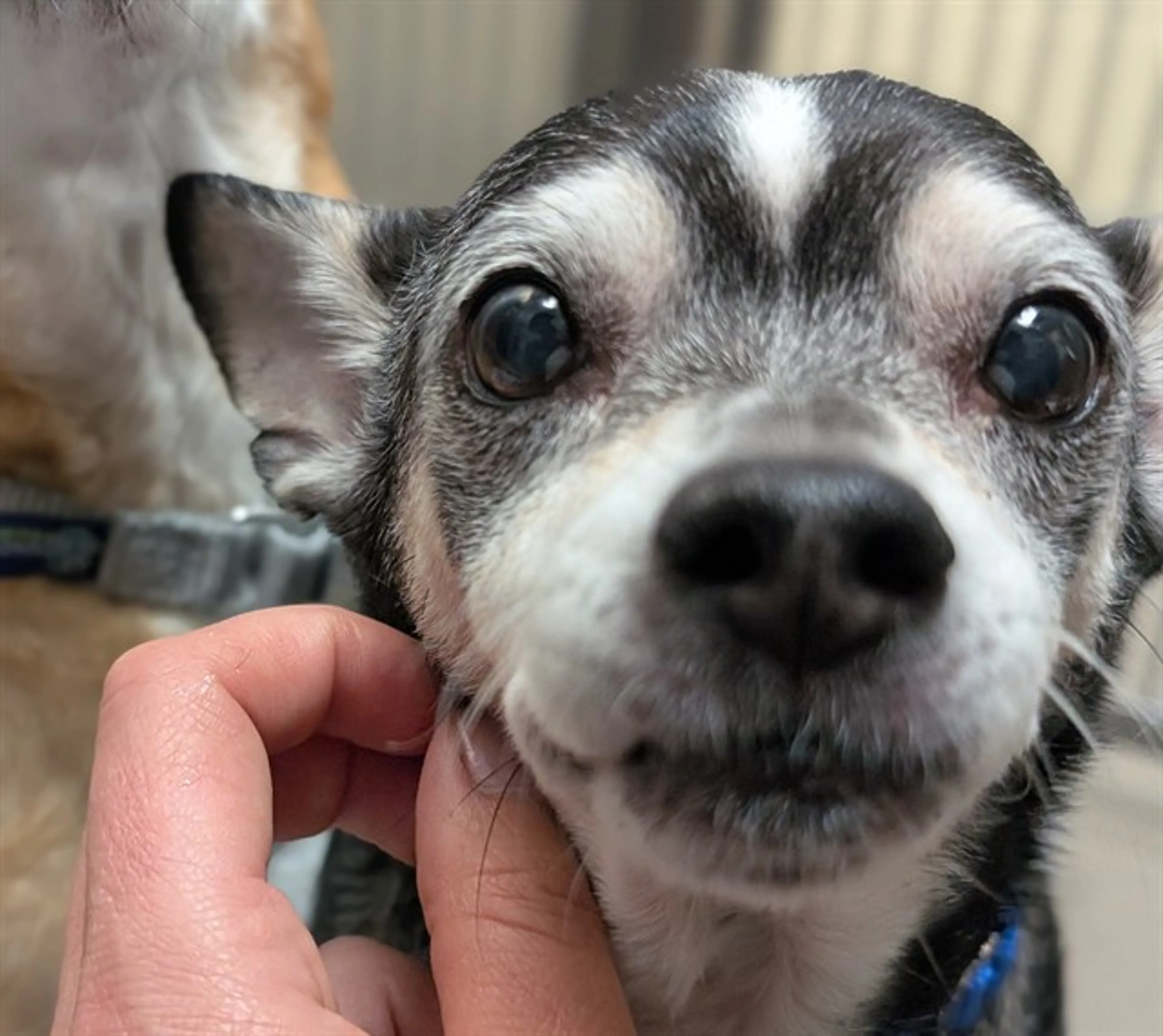 Found pet