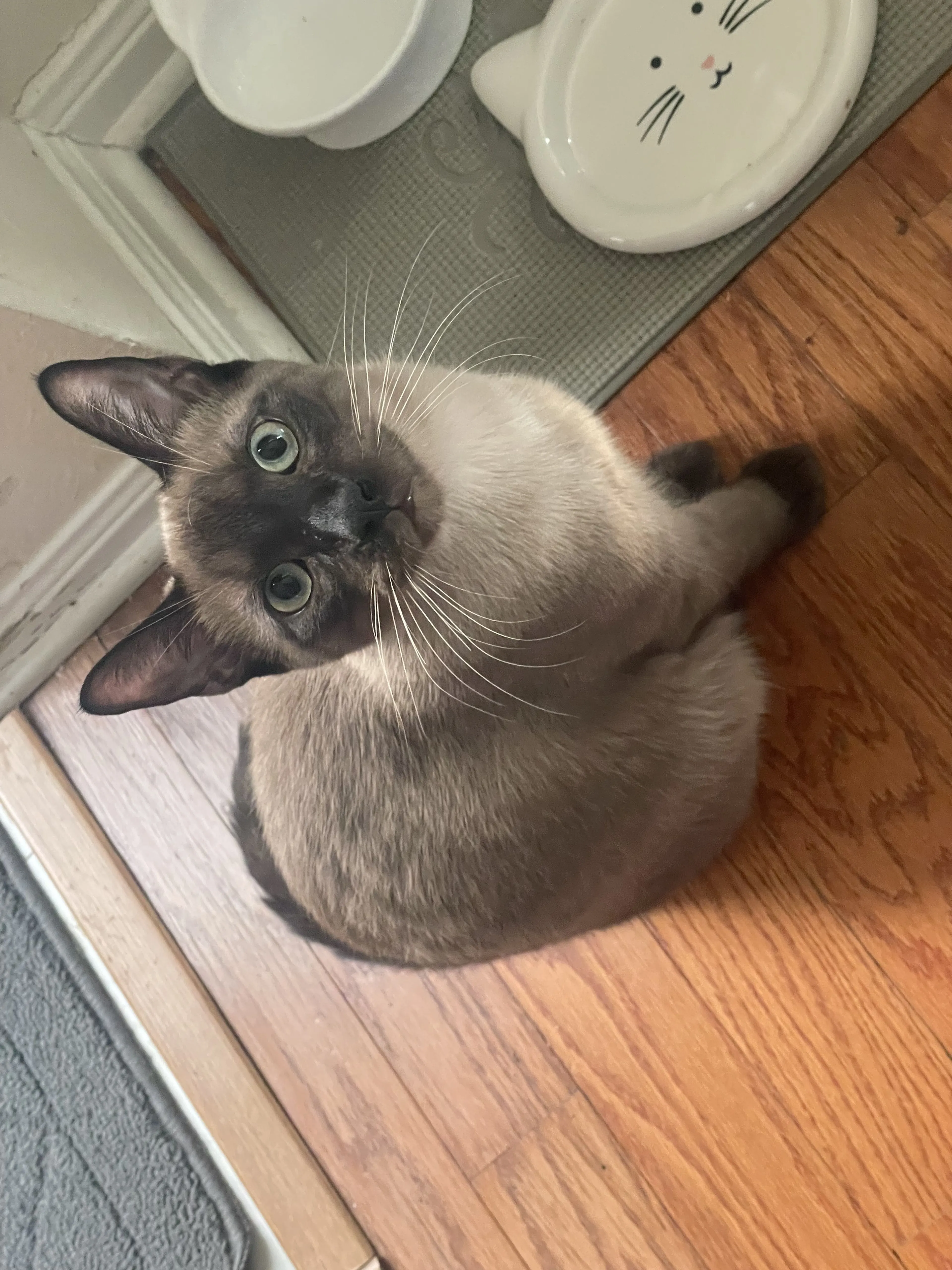 Lost pet-3