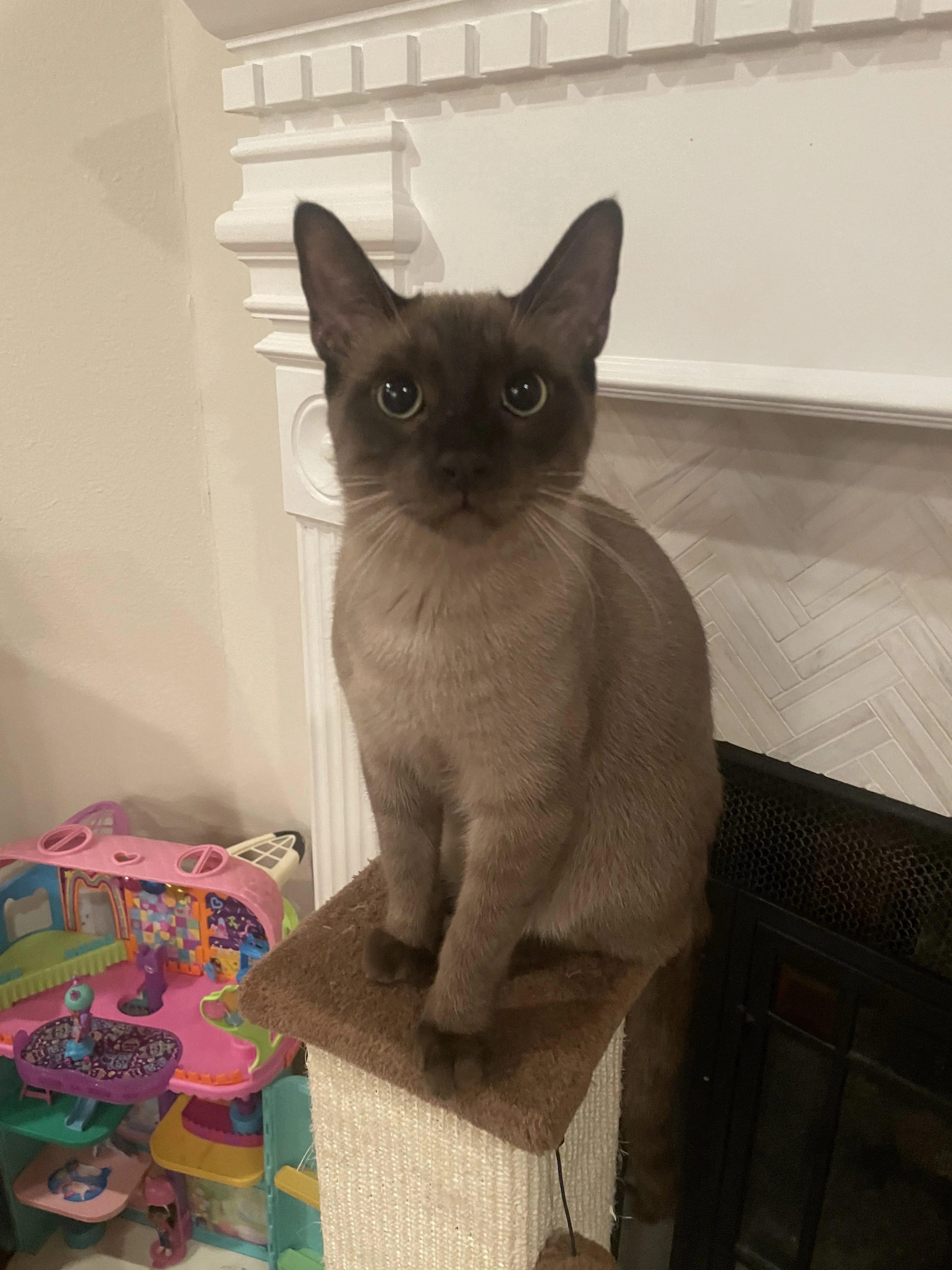 Lost pet-1