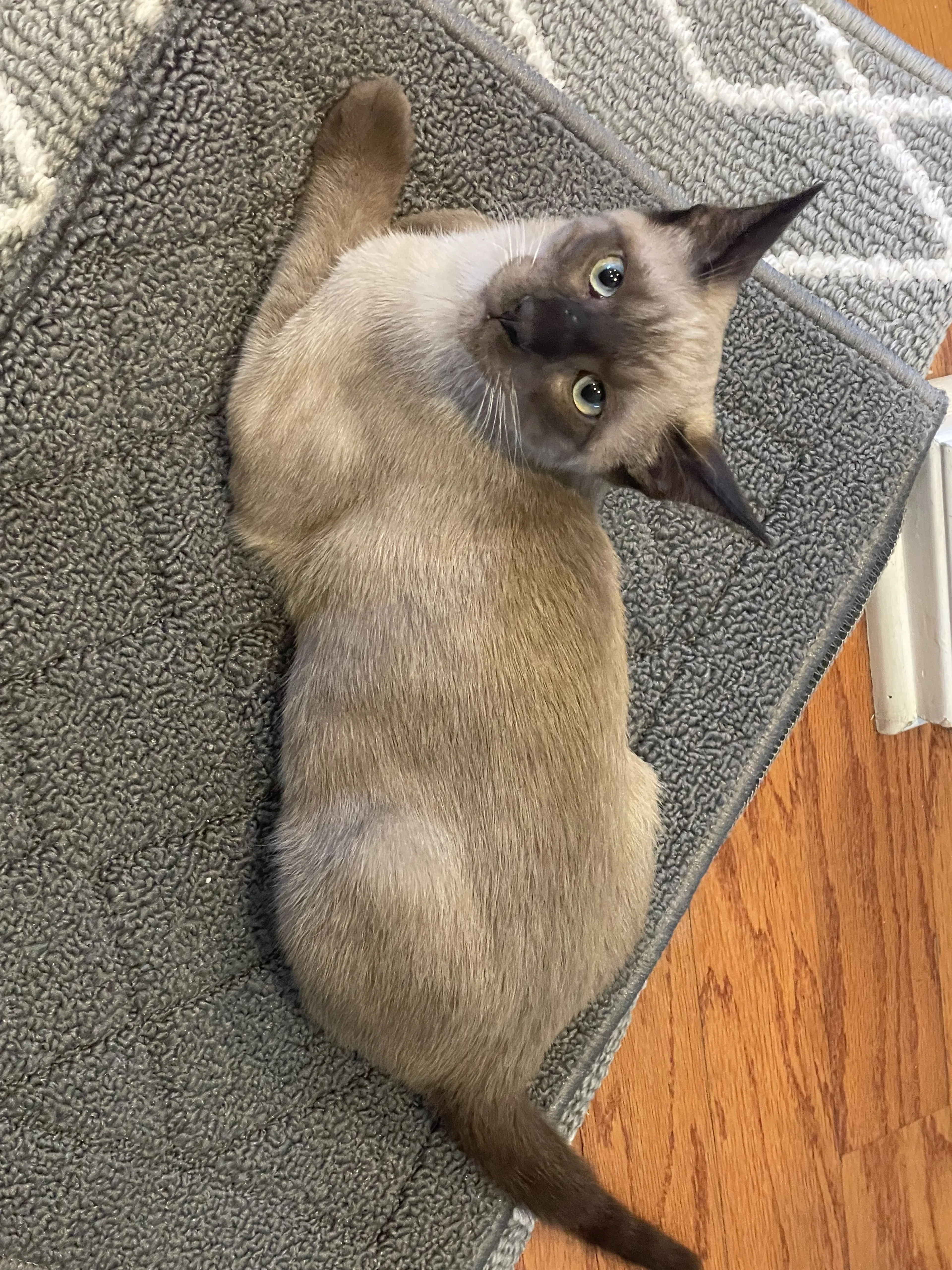 Lost pet-2