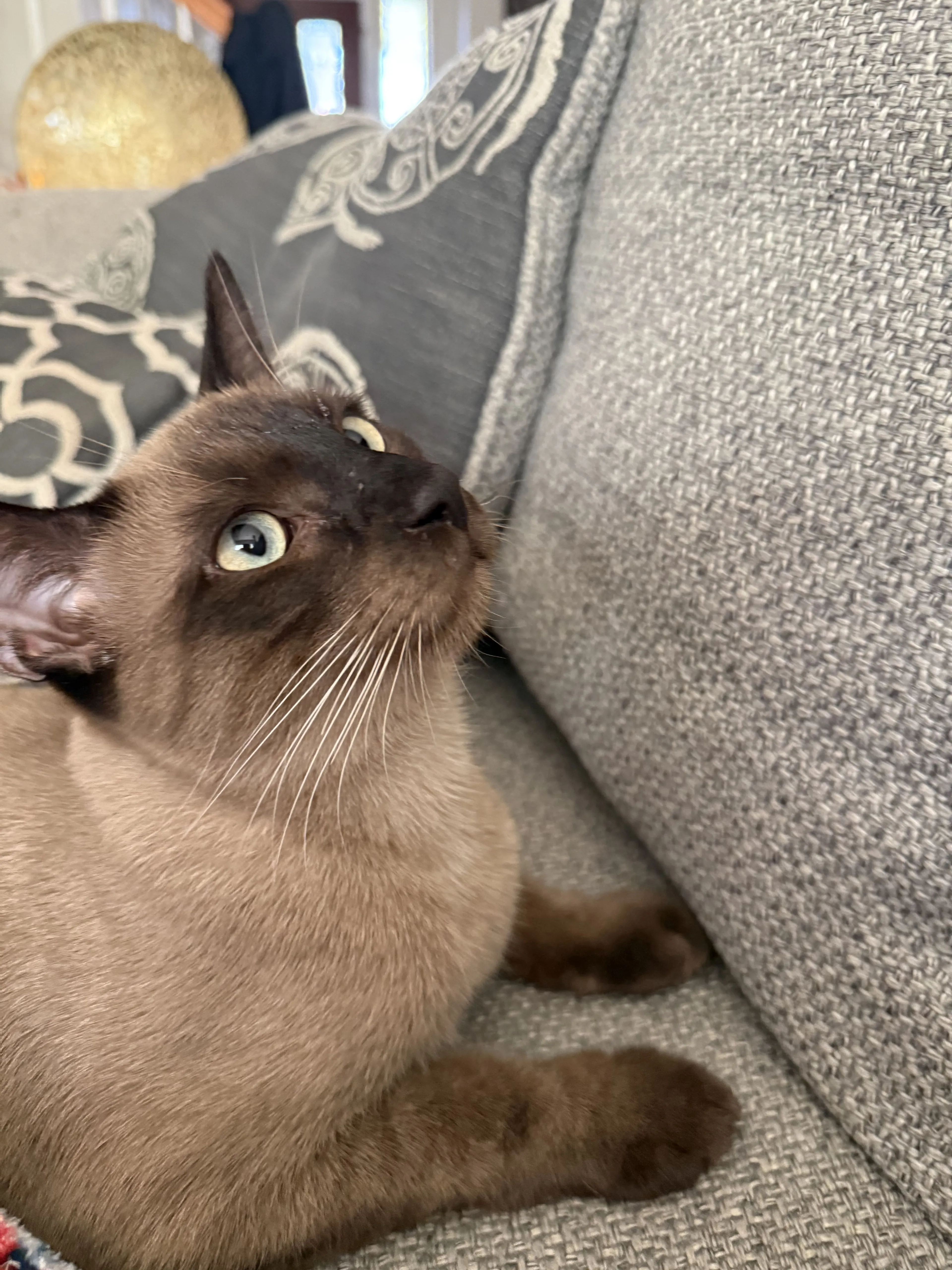 Lost pet-0