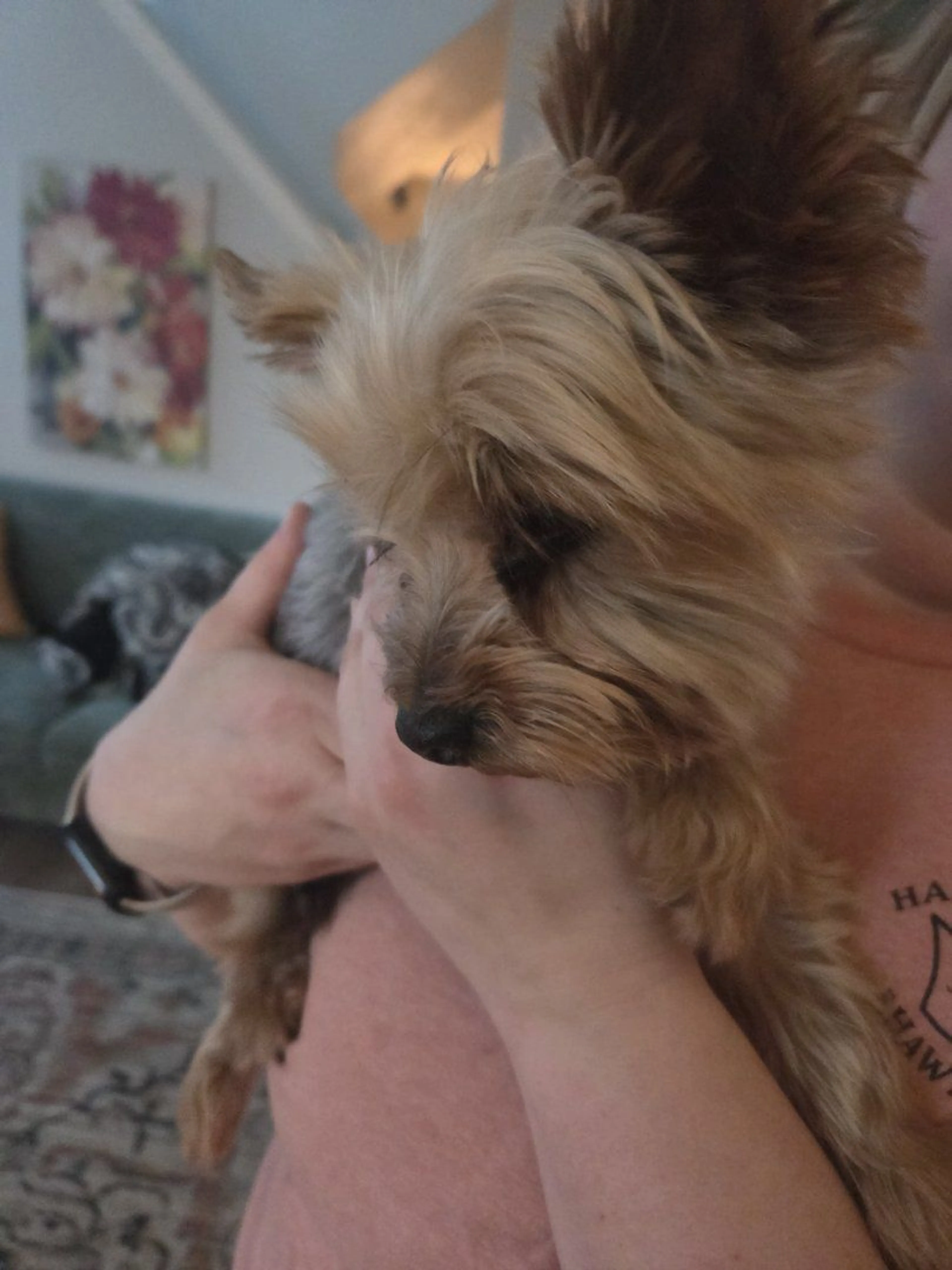 Lost pet-1