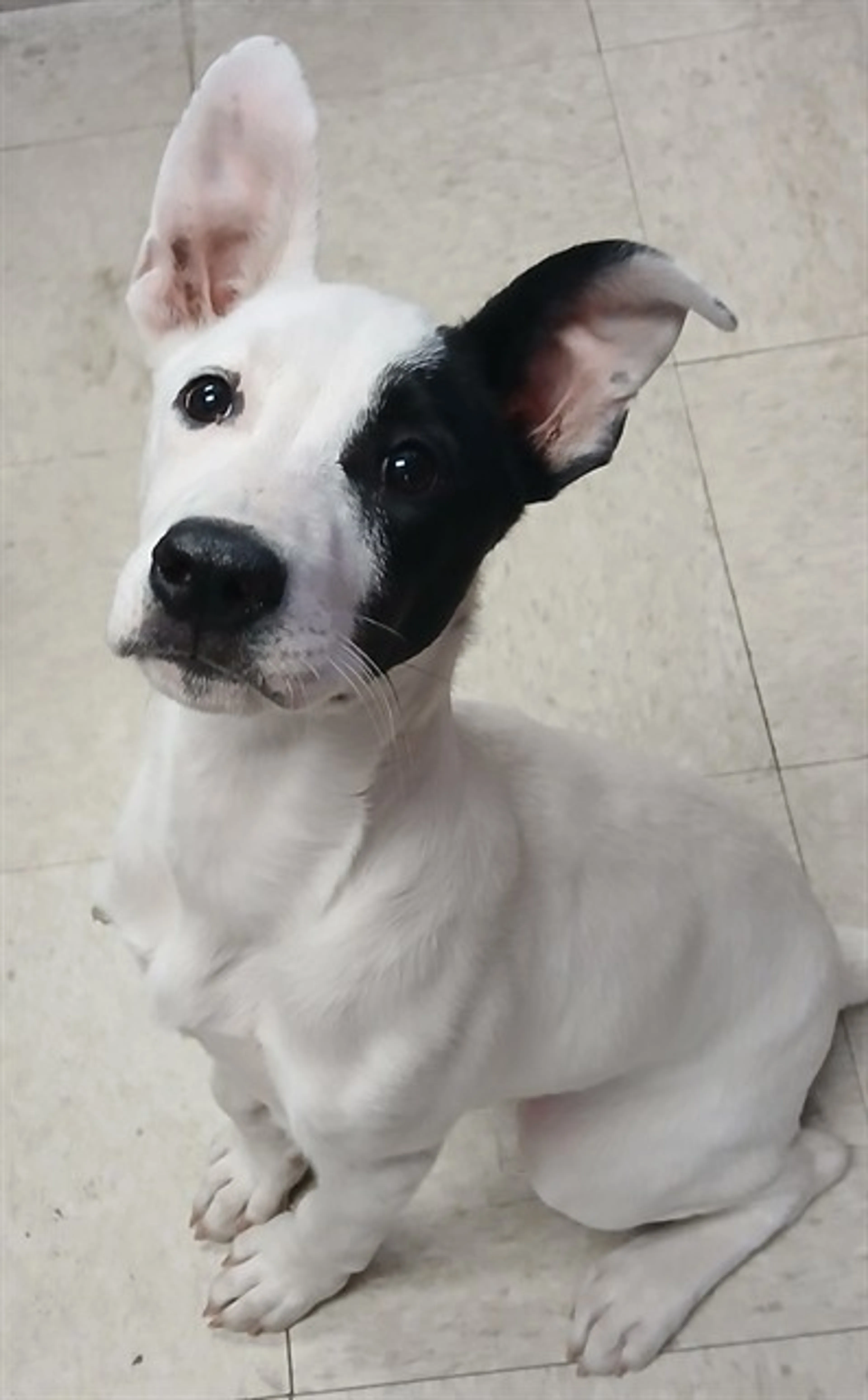 Found pet