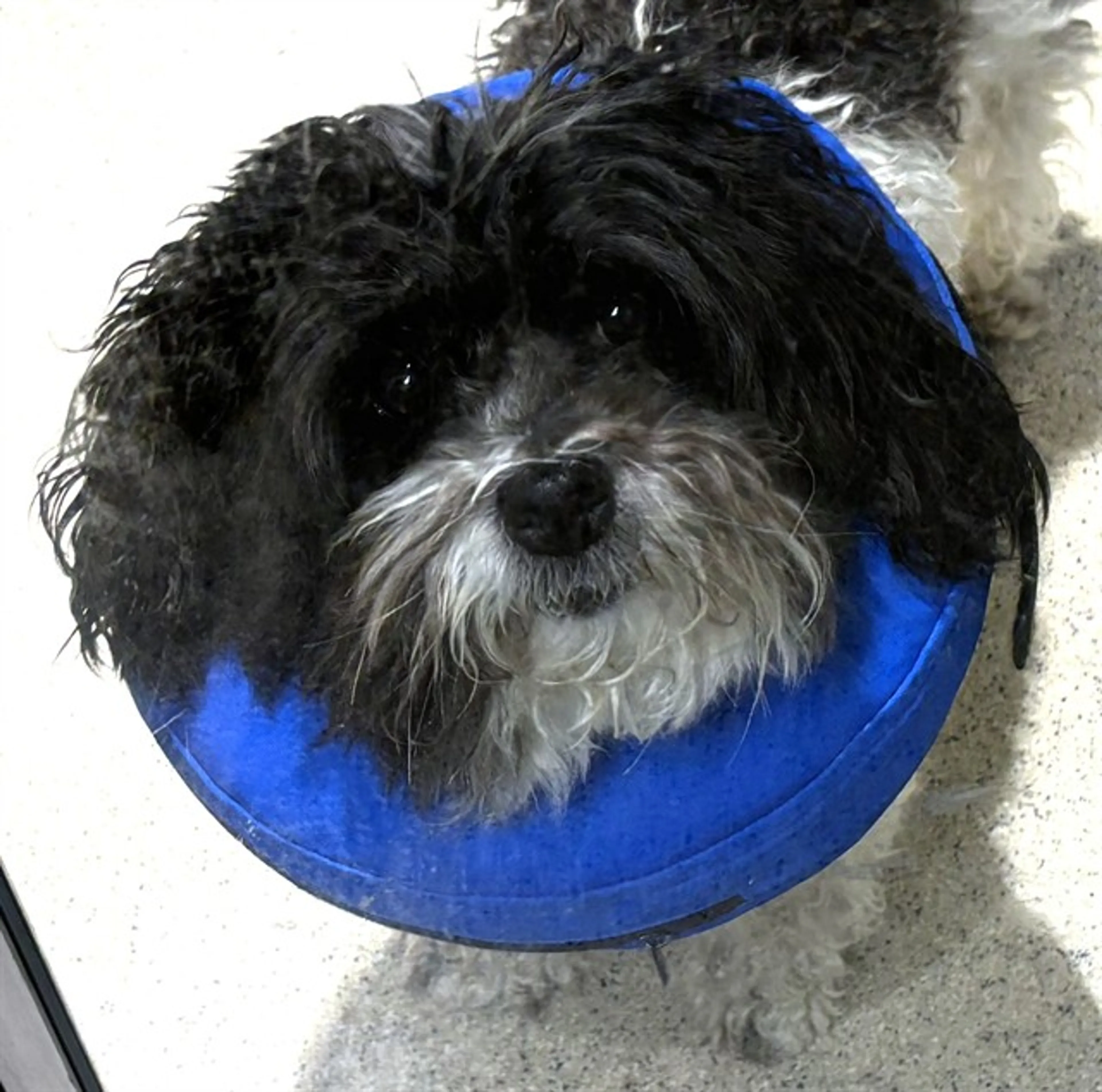 Found pet