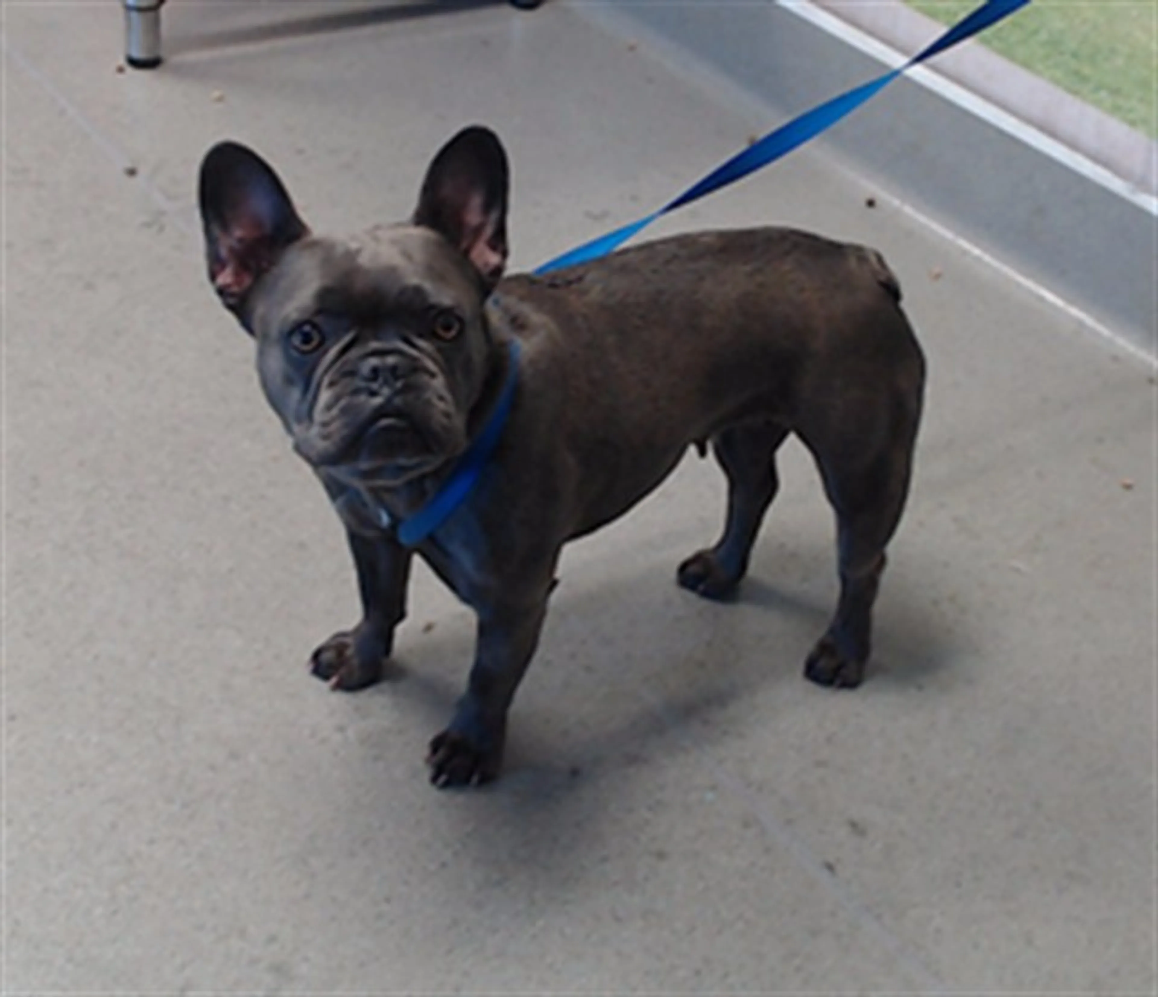 Found pet