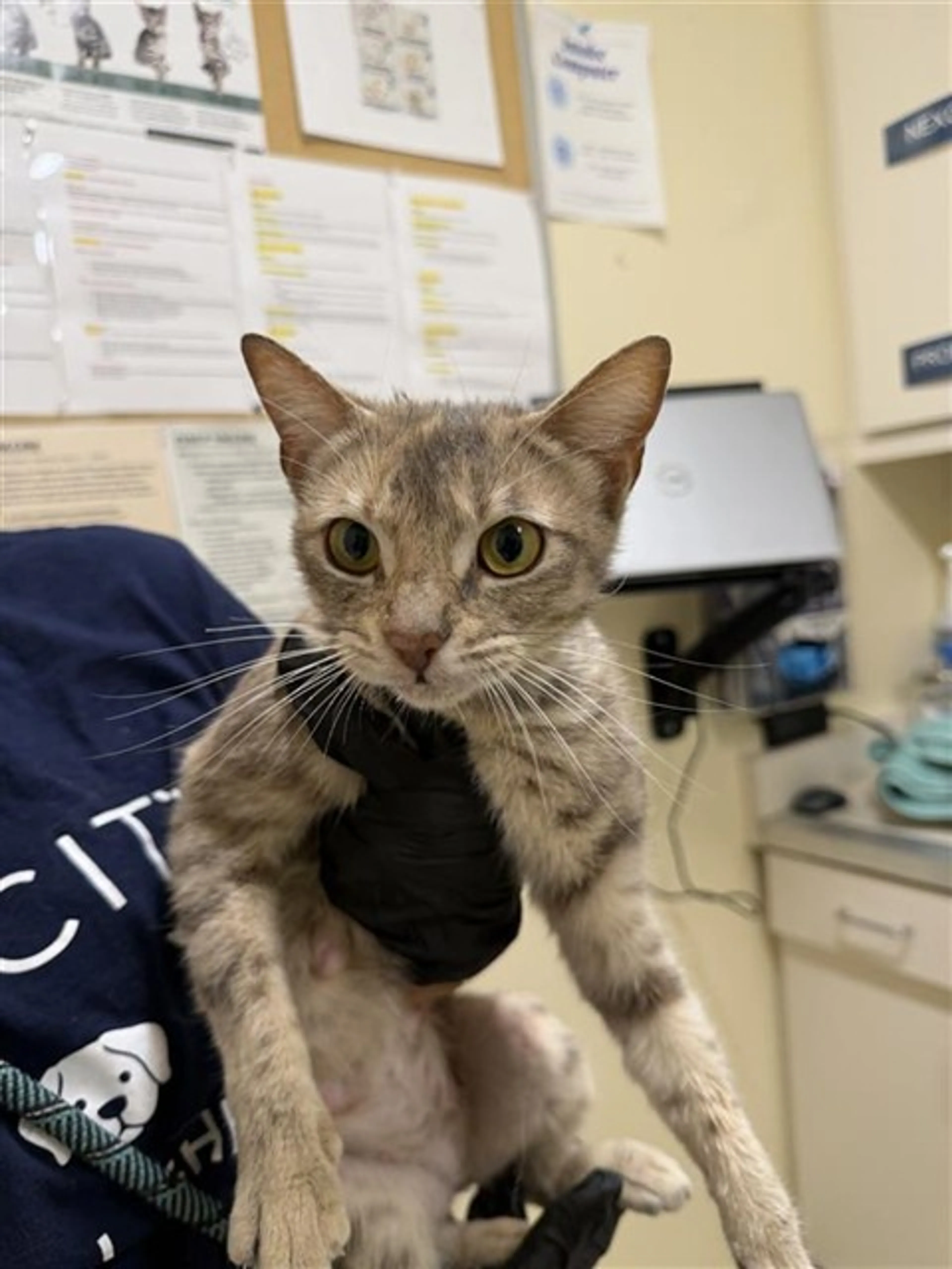 Found pet