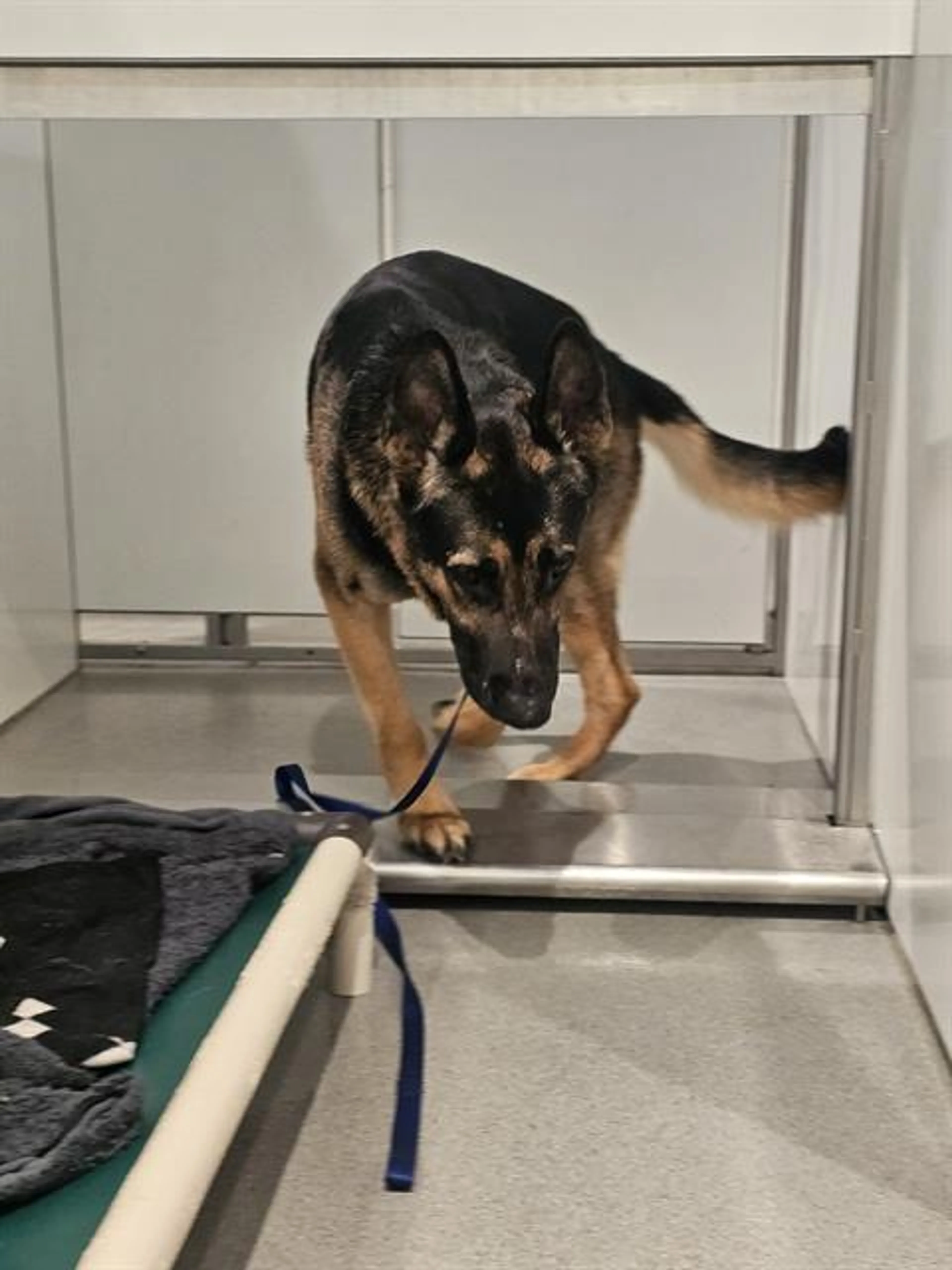 Found pet