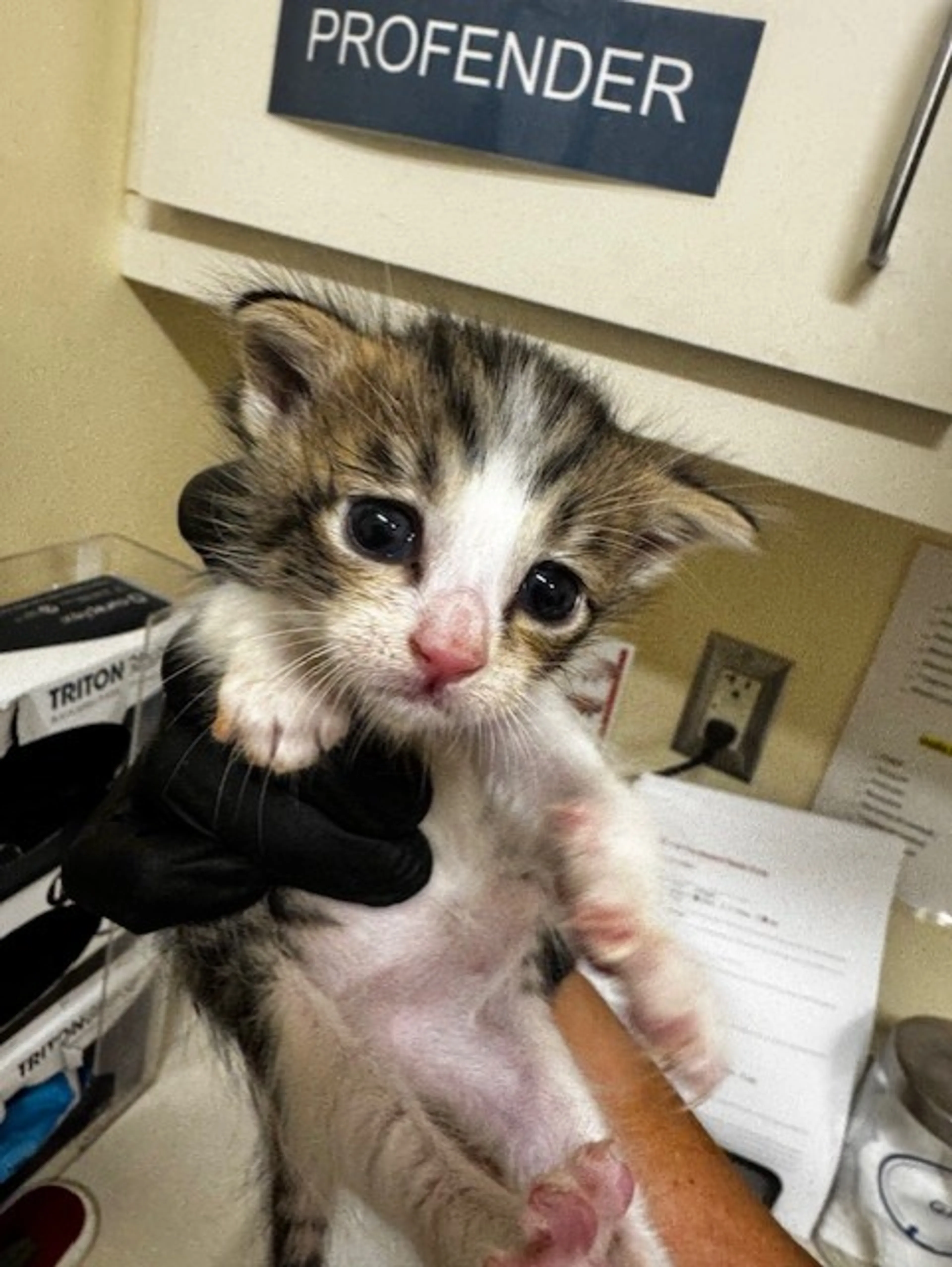Found pet