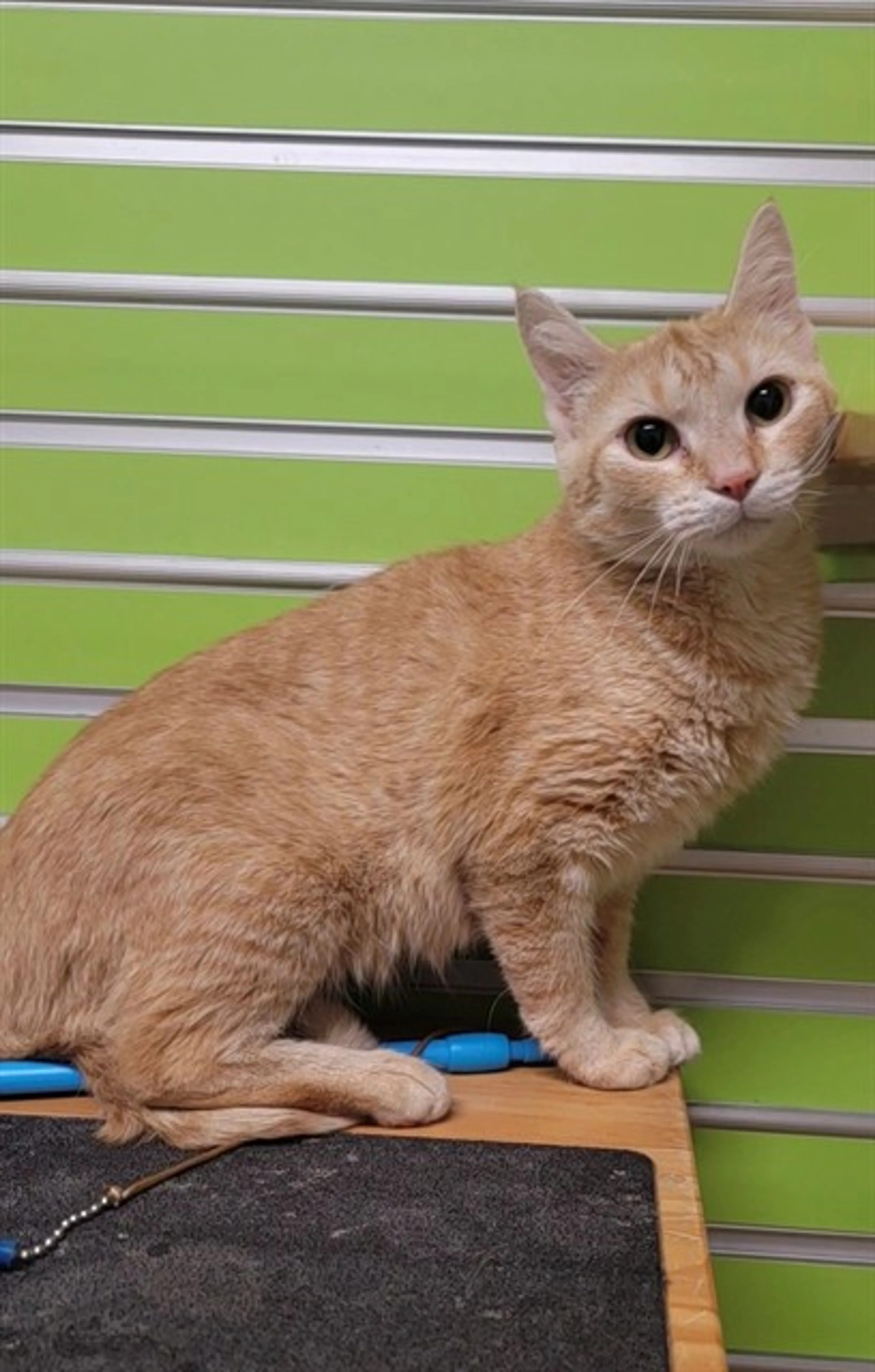 Found pet