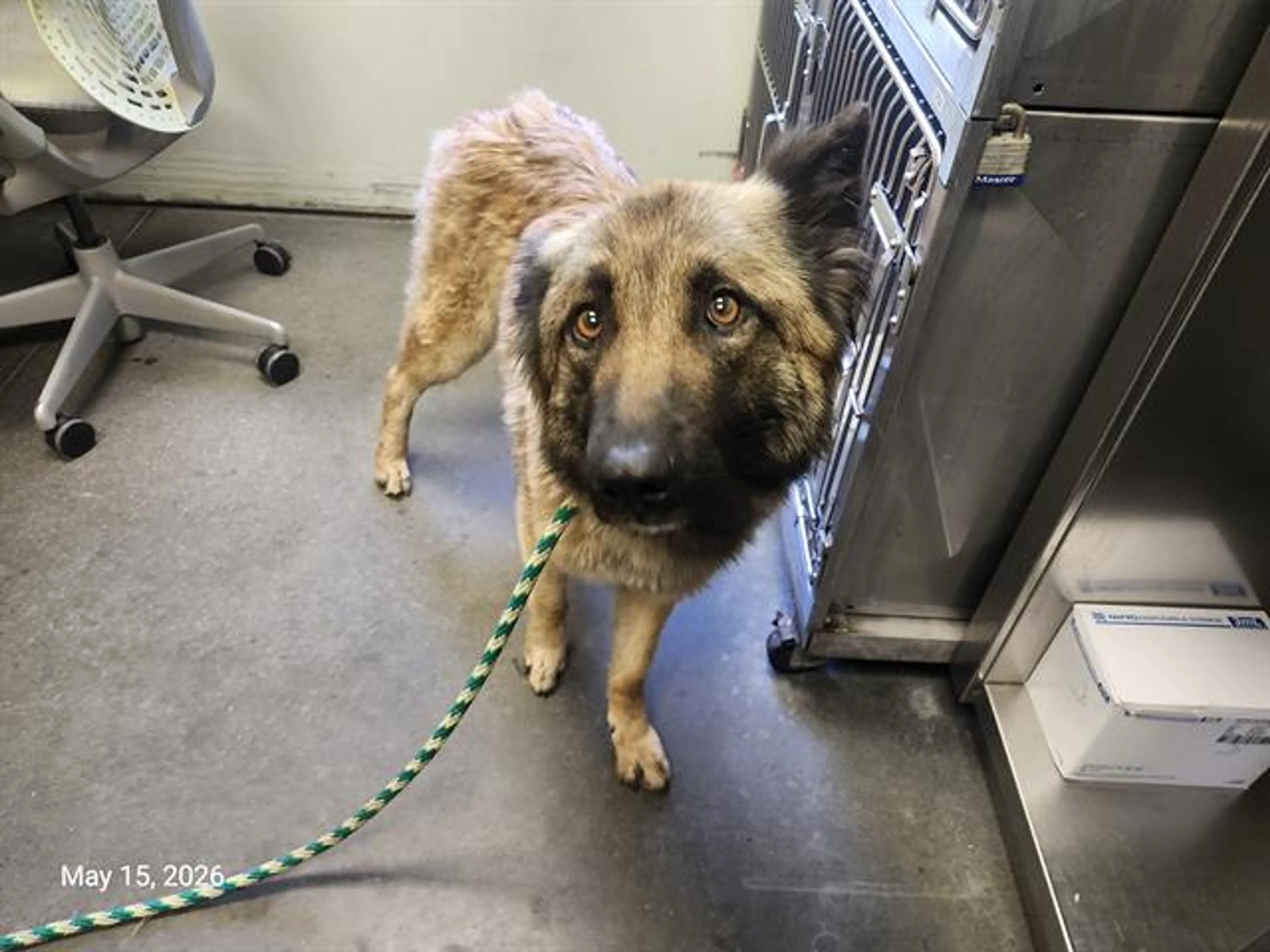 Found pet