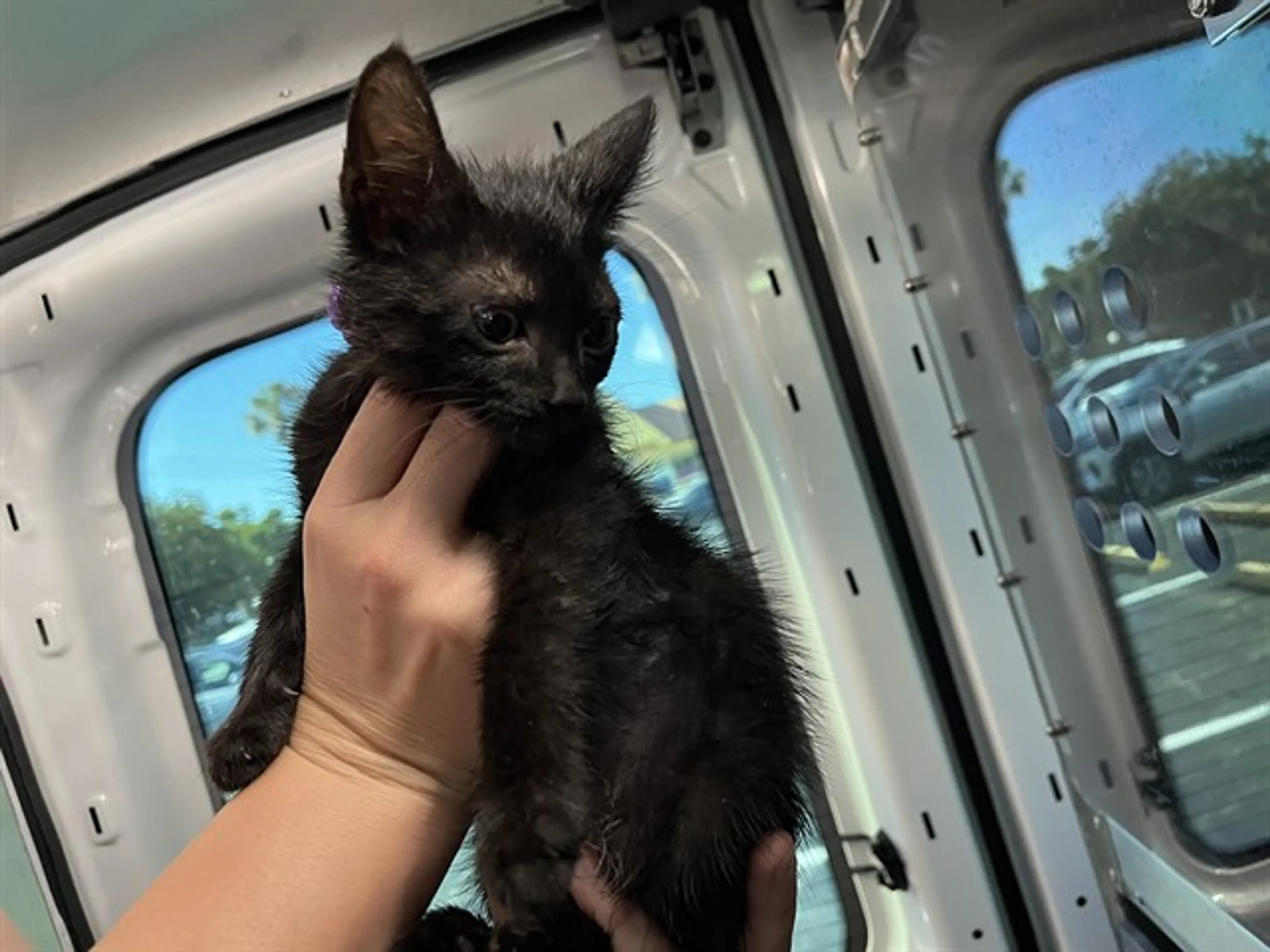 Found pet