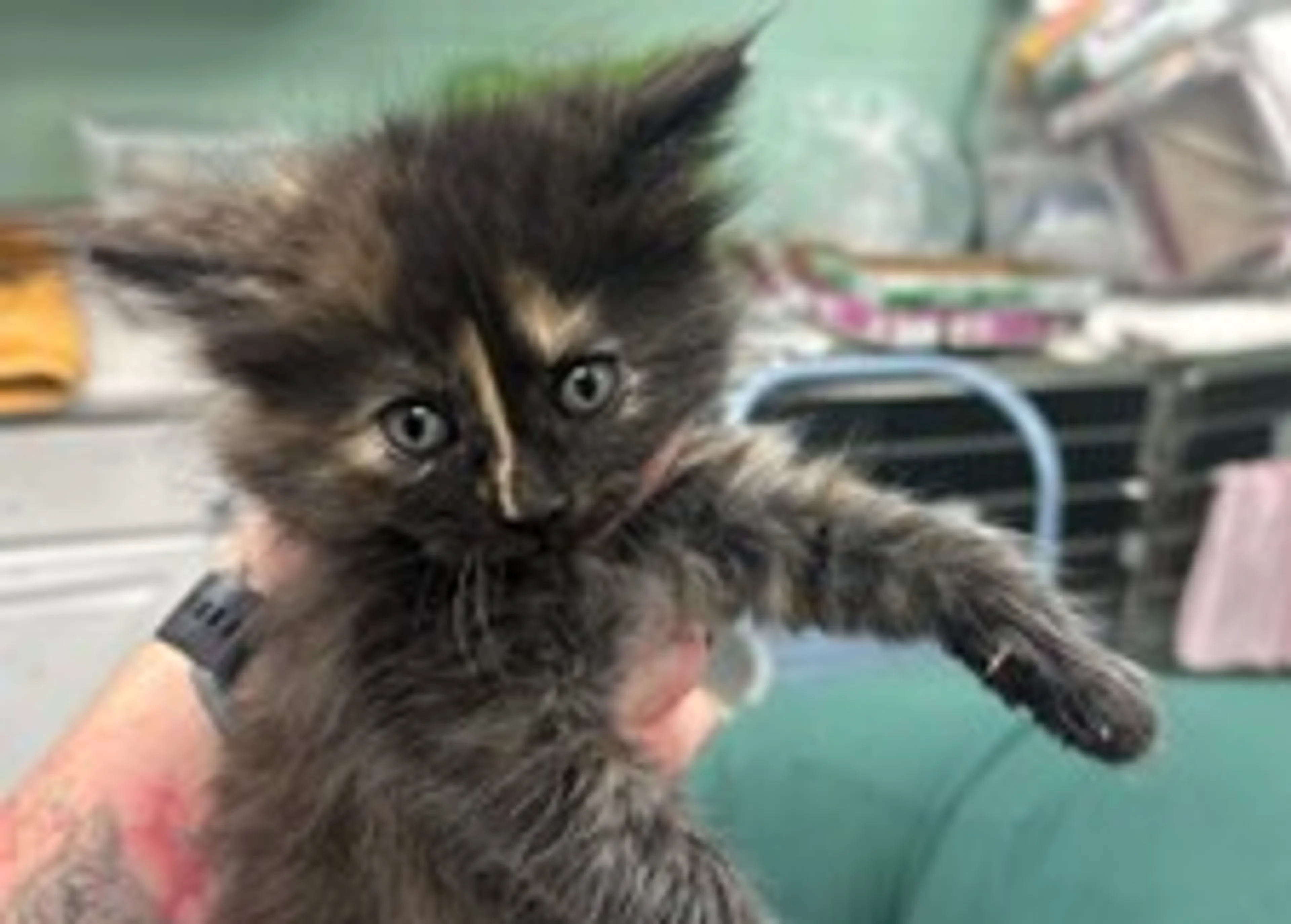 Found pet