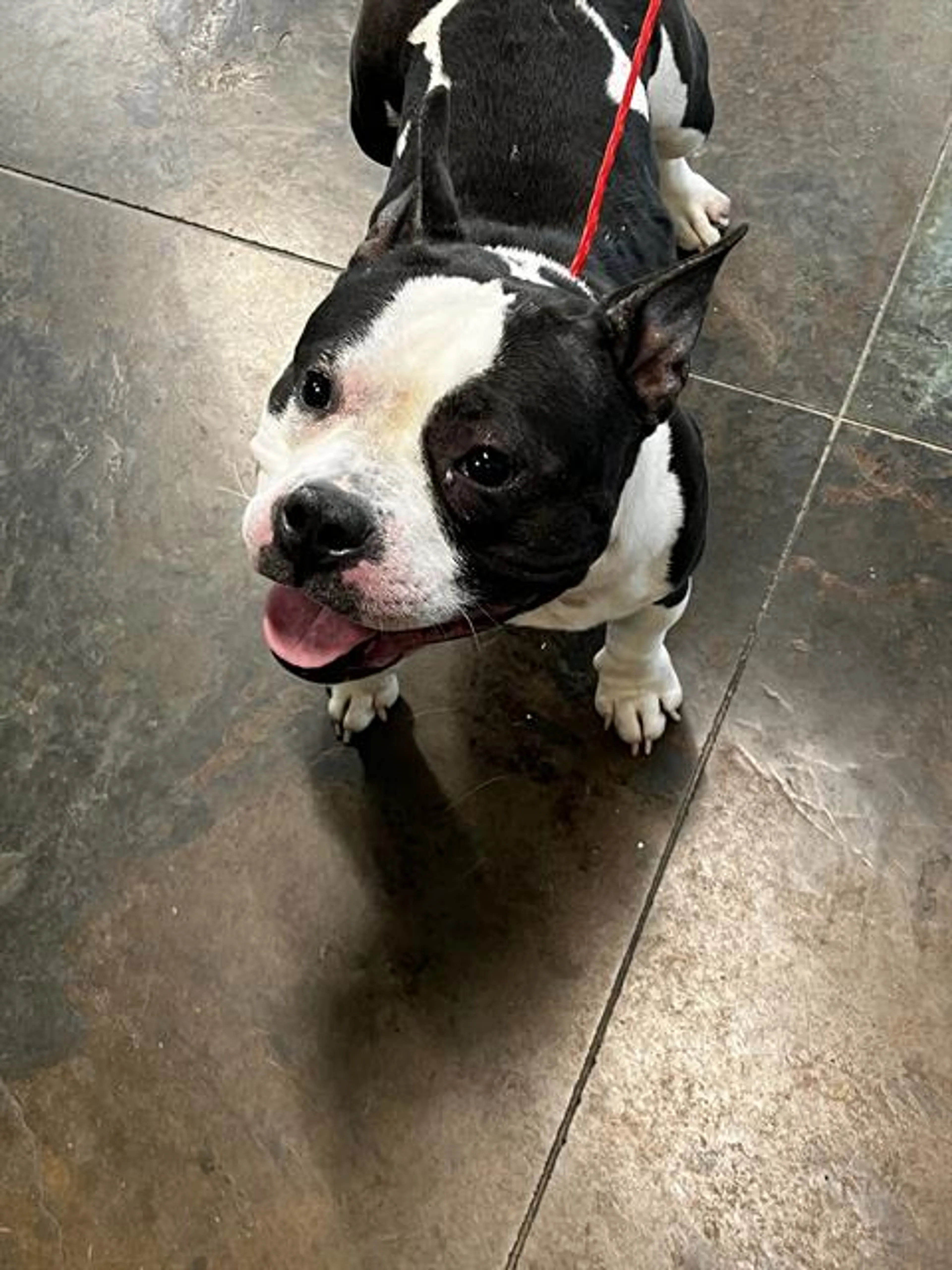 Found pet