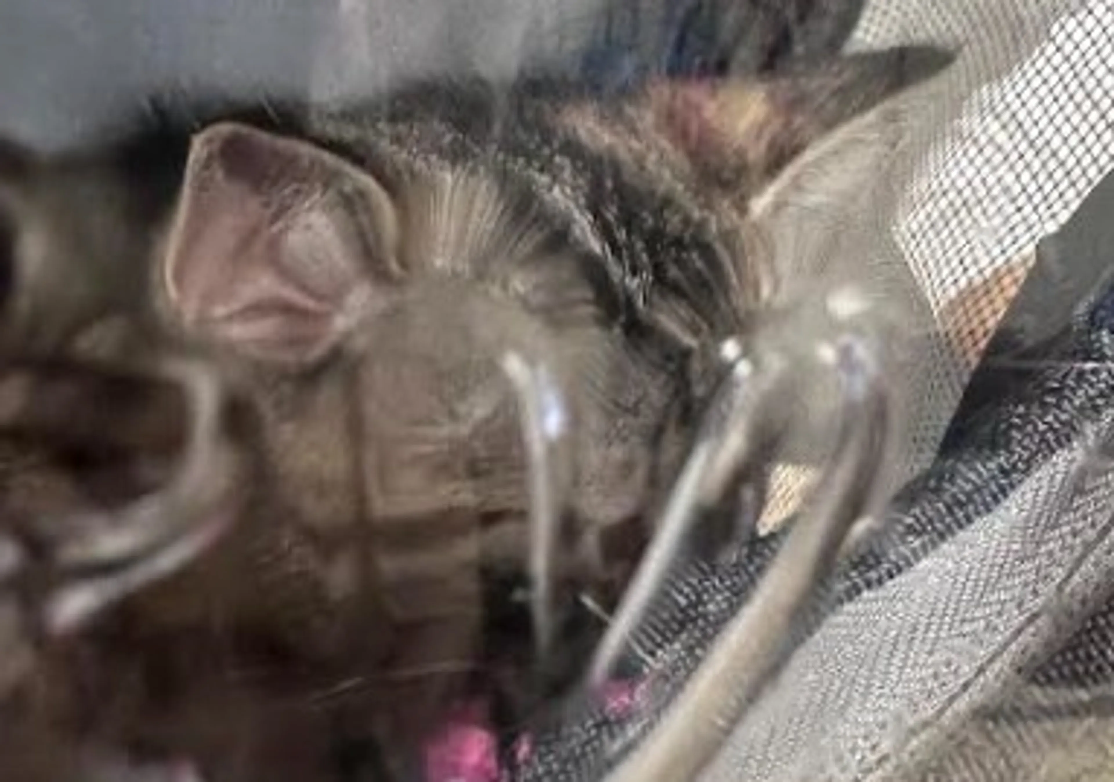 Found pet