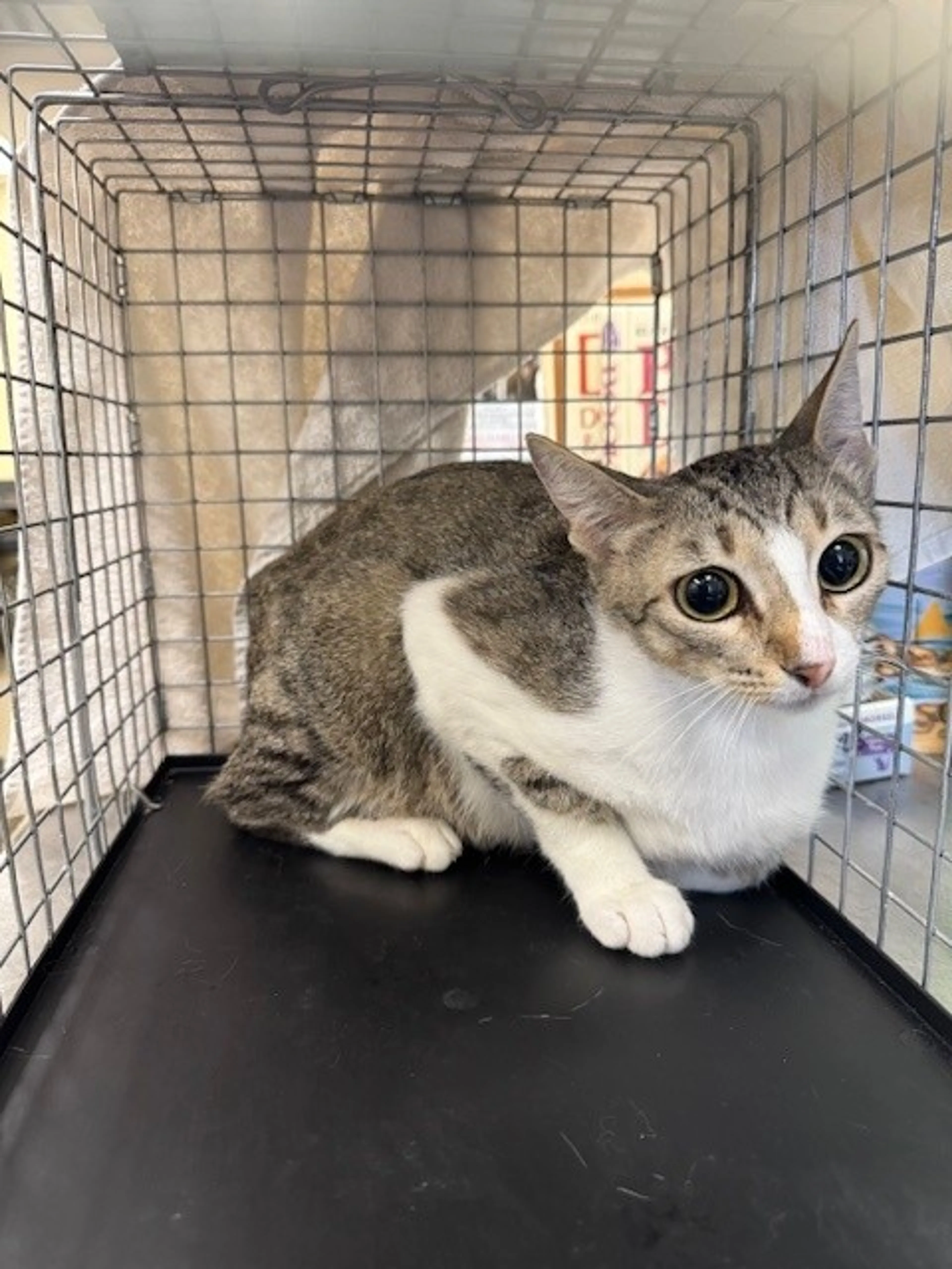 Found pet