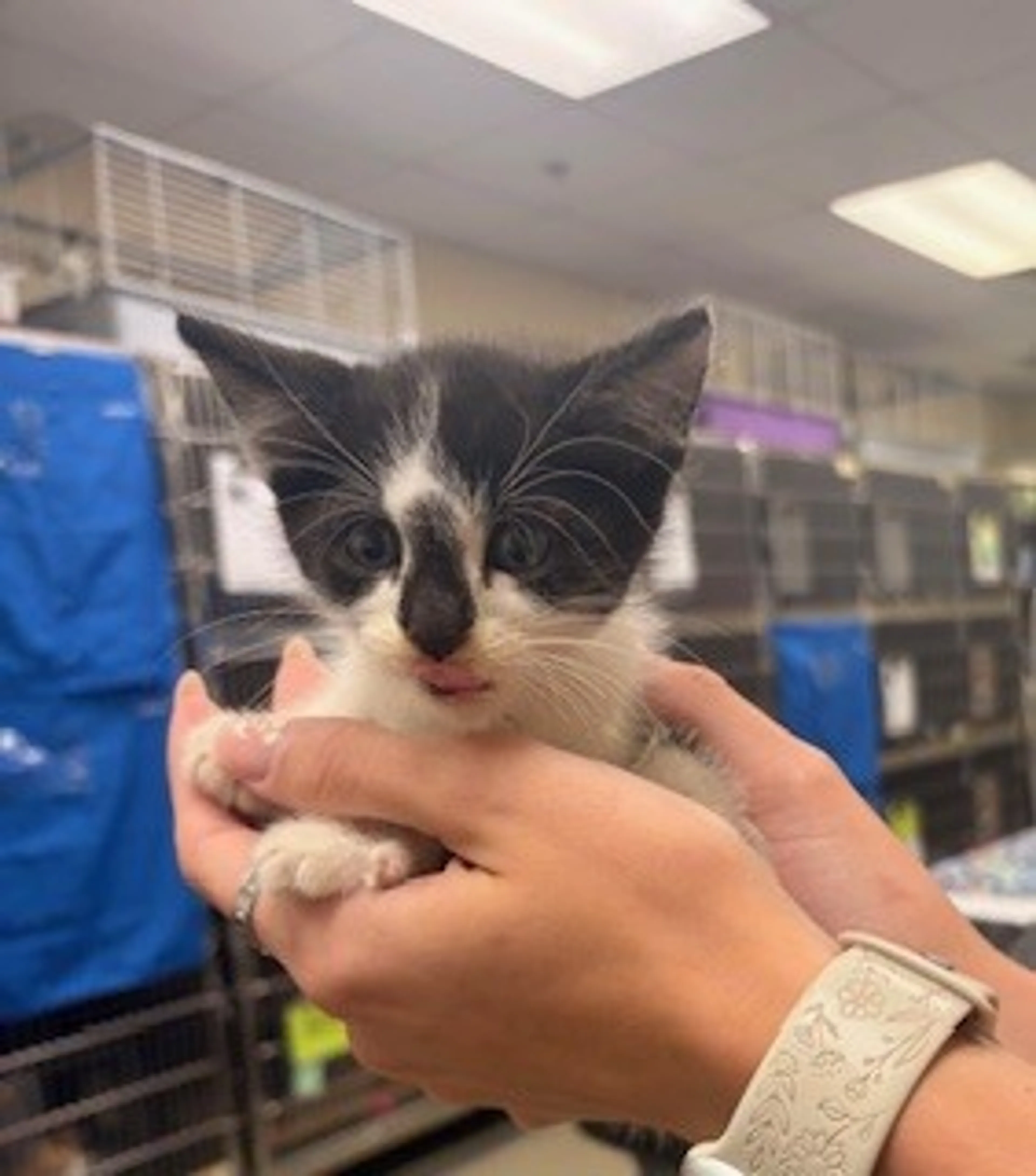 Found pet