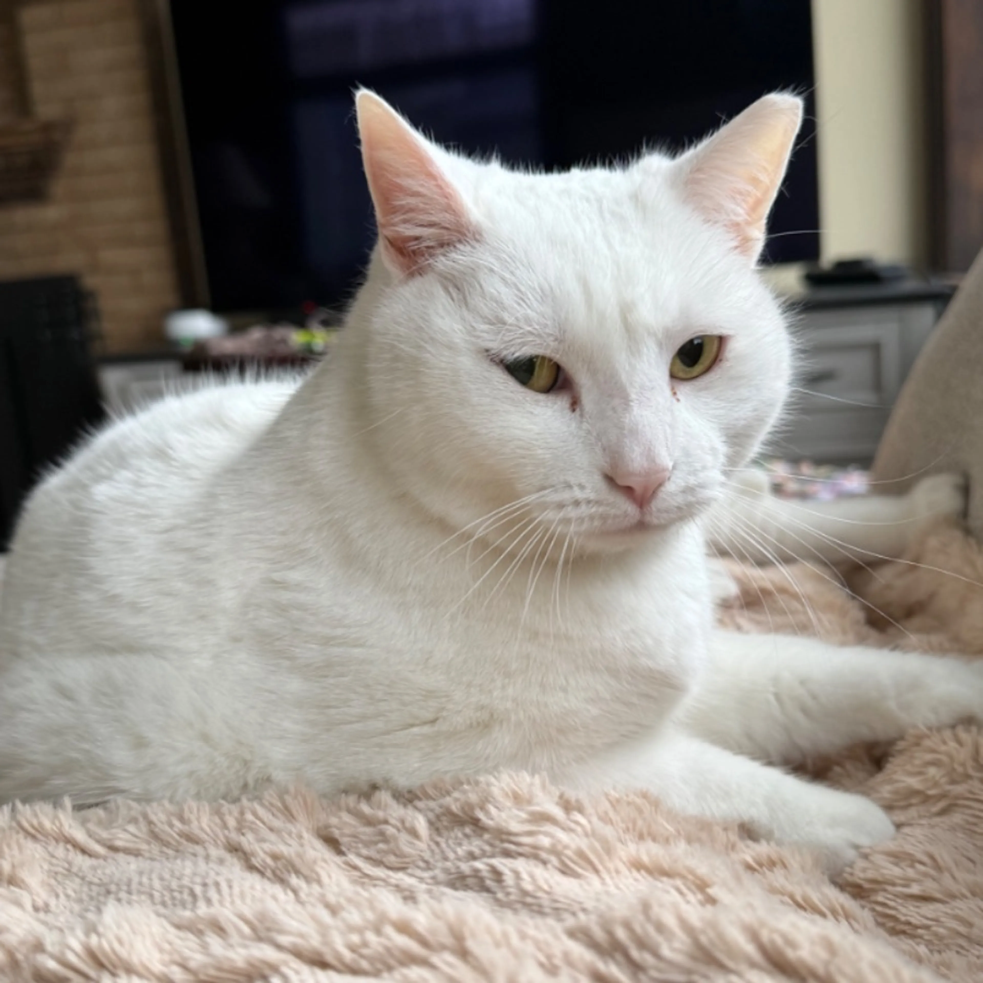 Lost pet