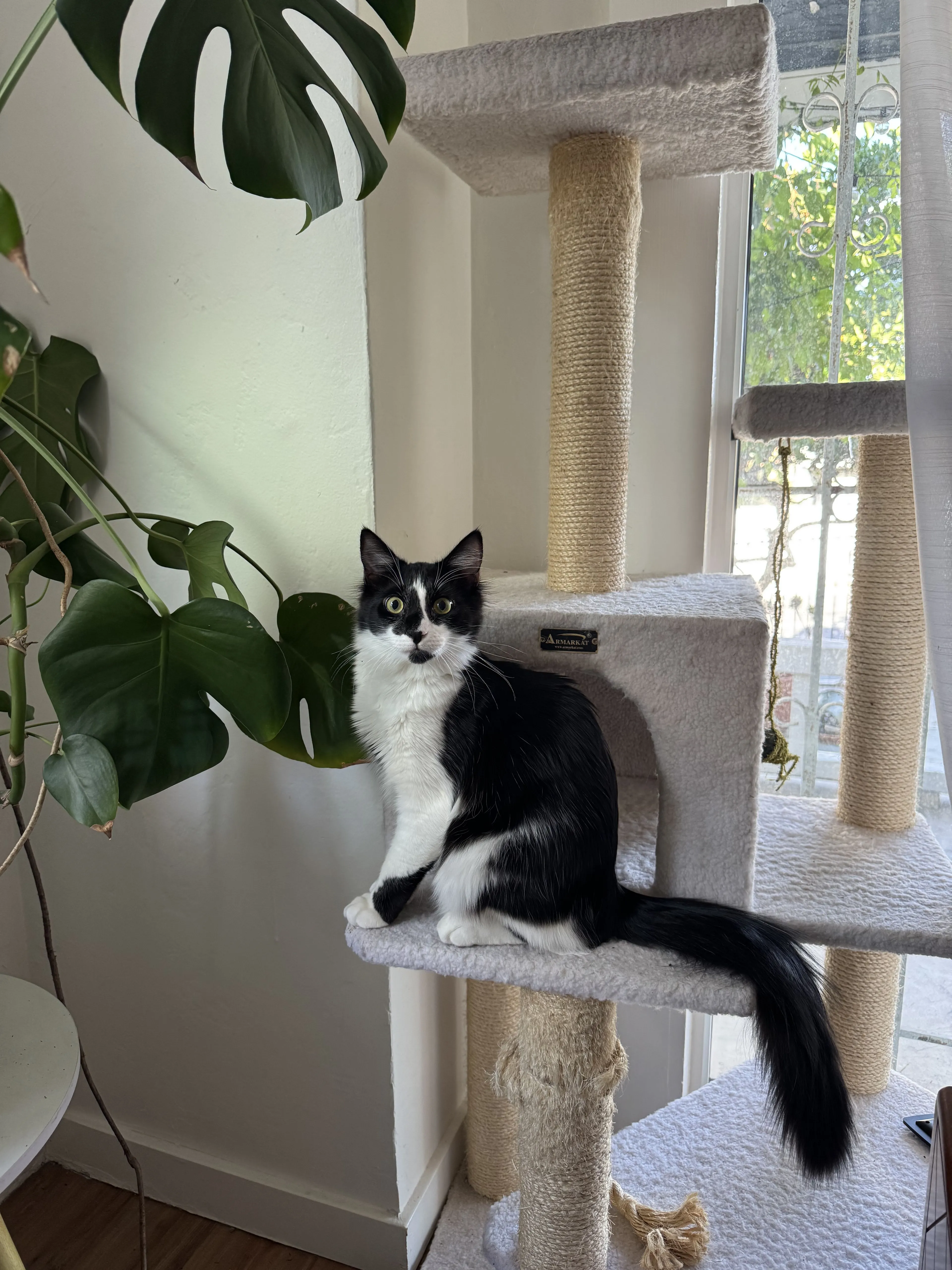 Lost pet-2