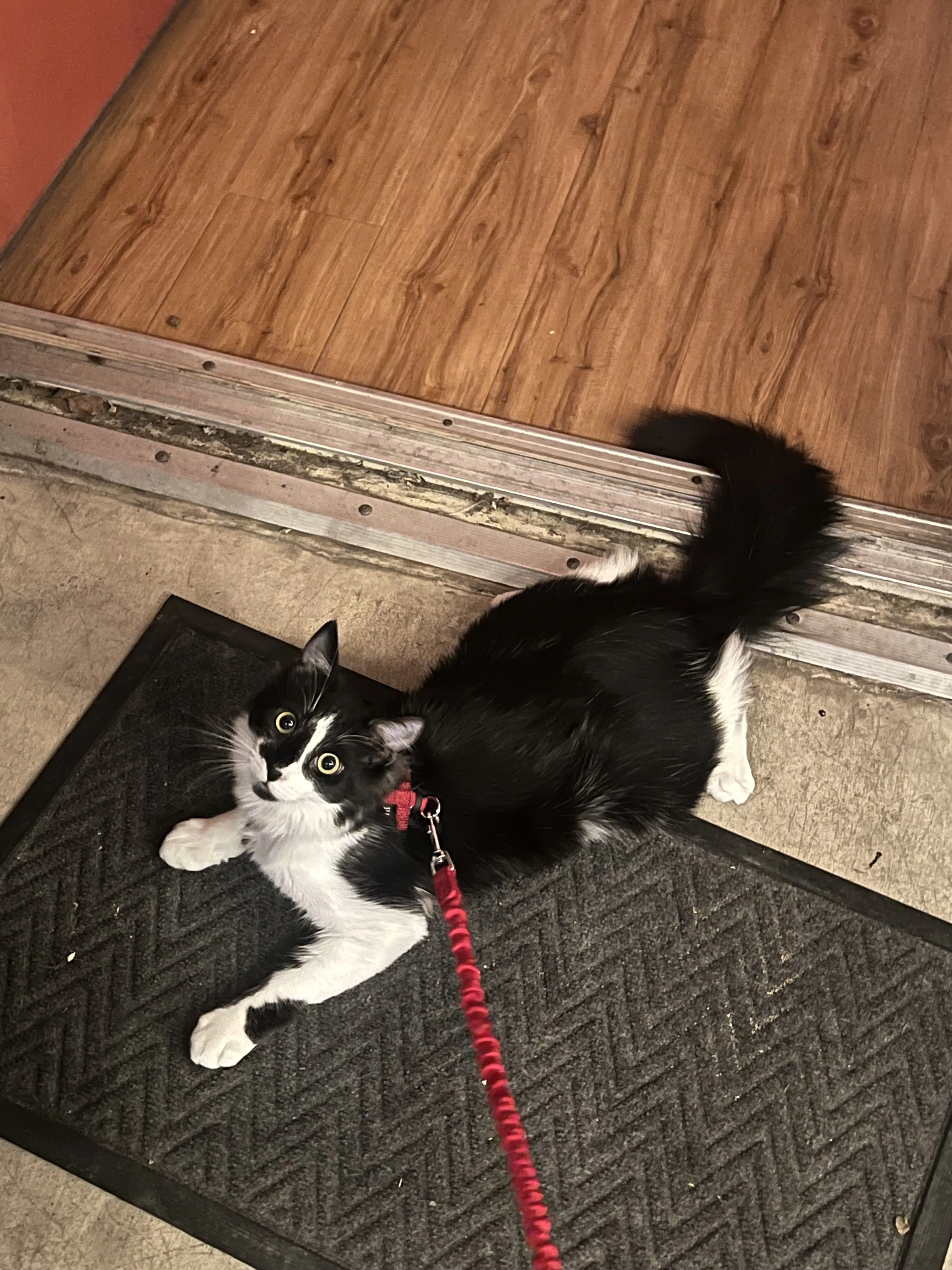 Lost pet-3