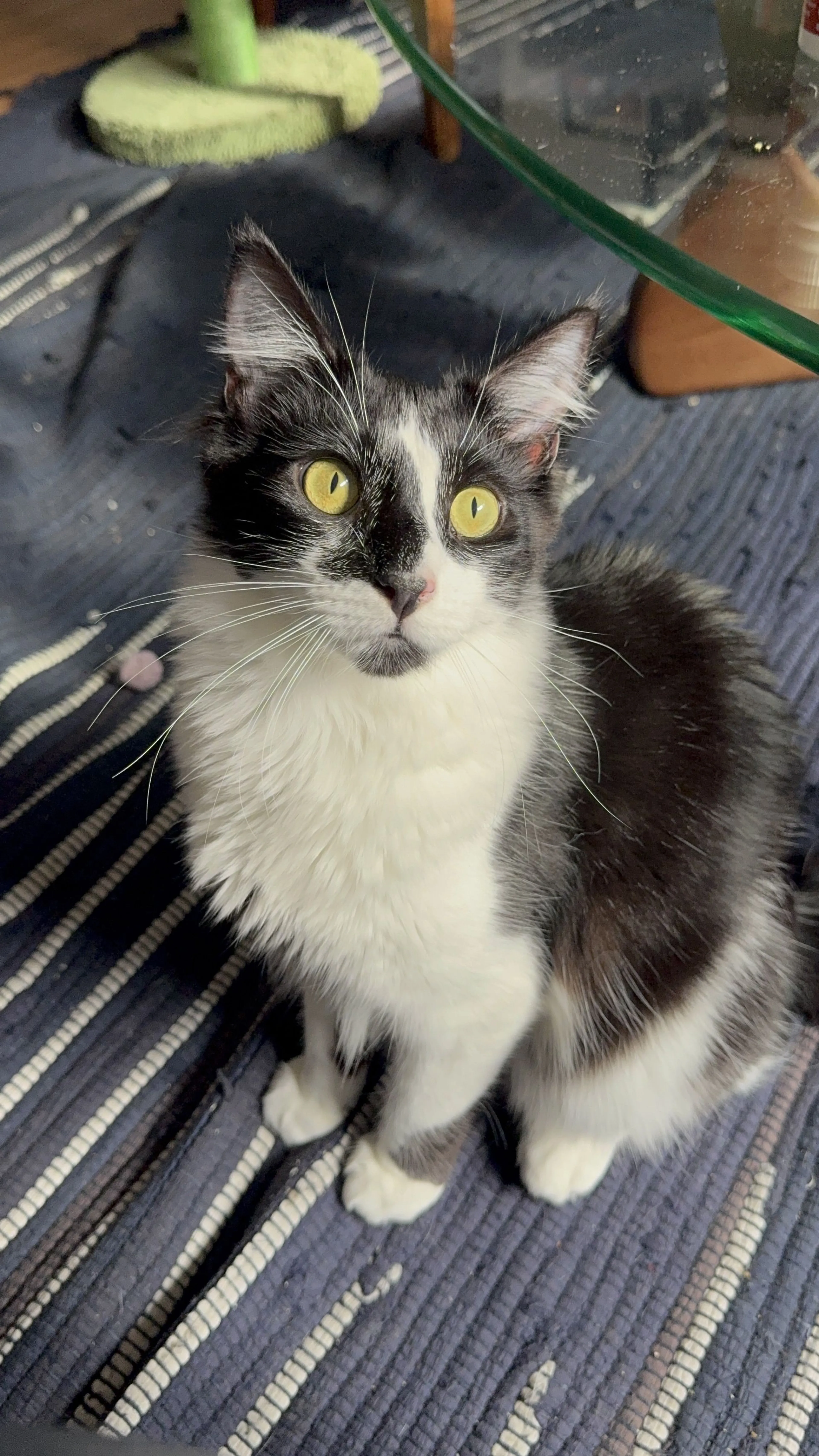 Lost pet-1