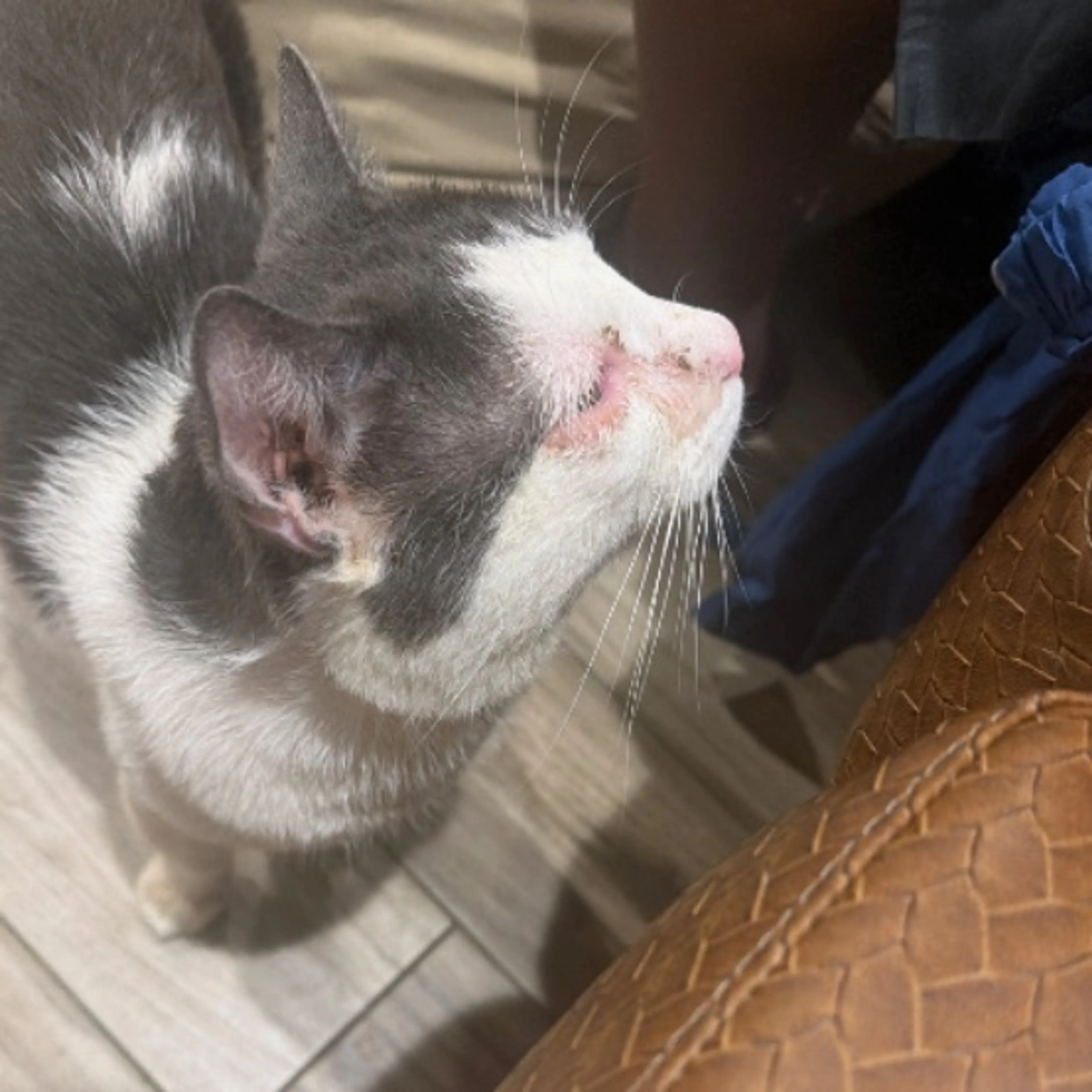 Lost pet