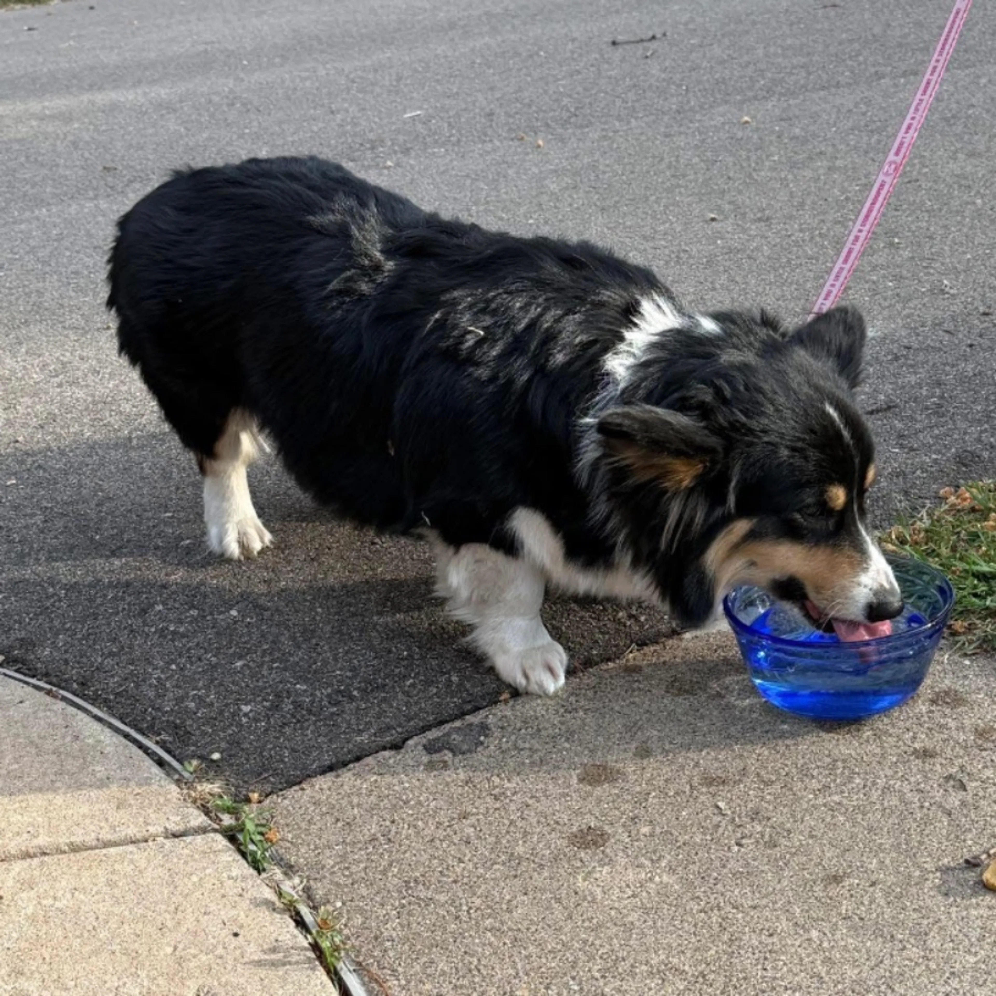 Found pet