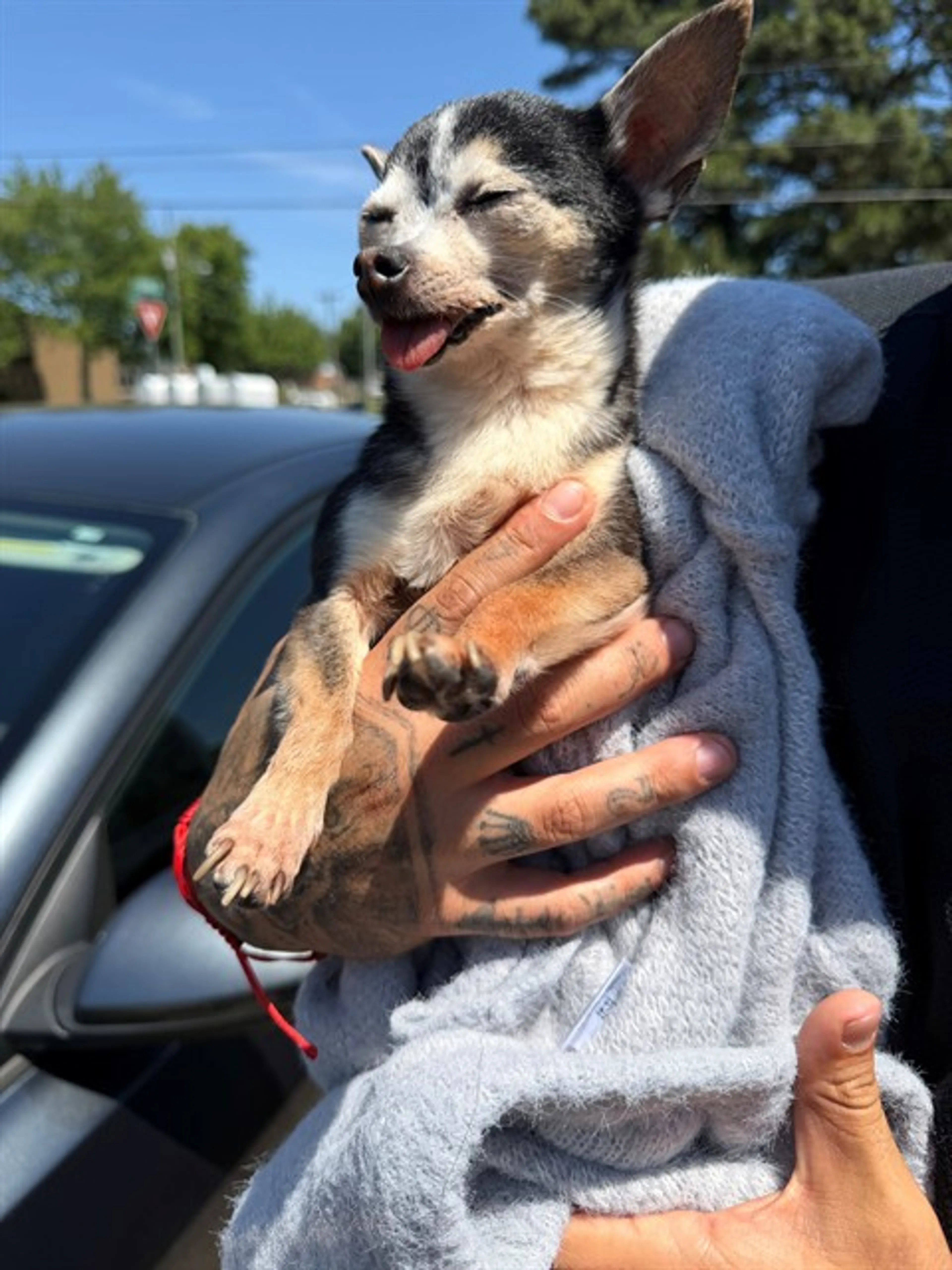 Found pet