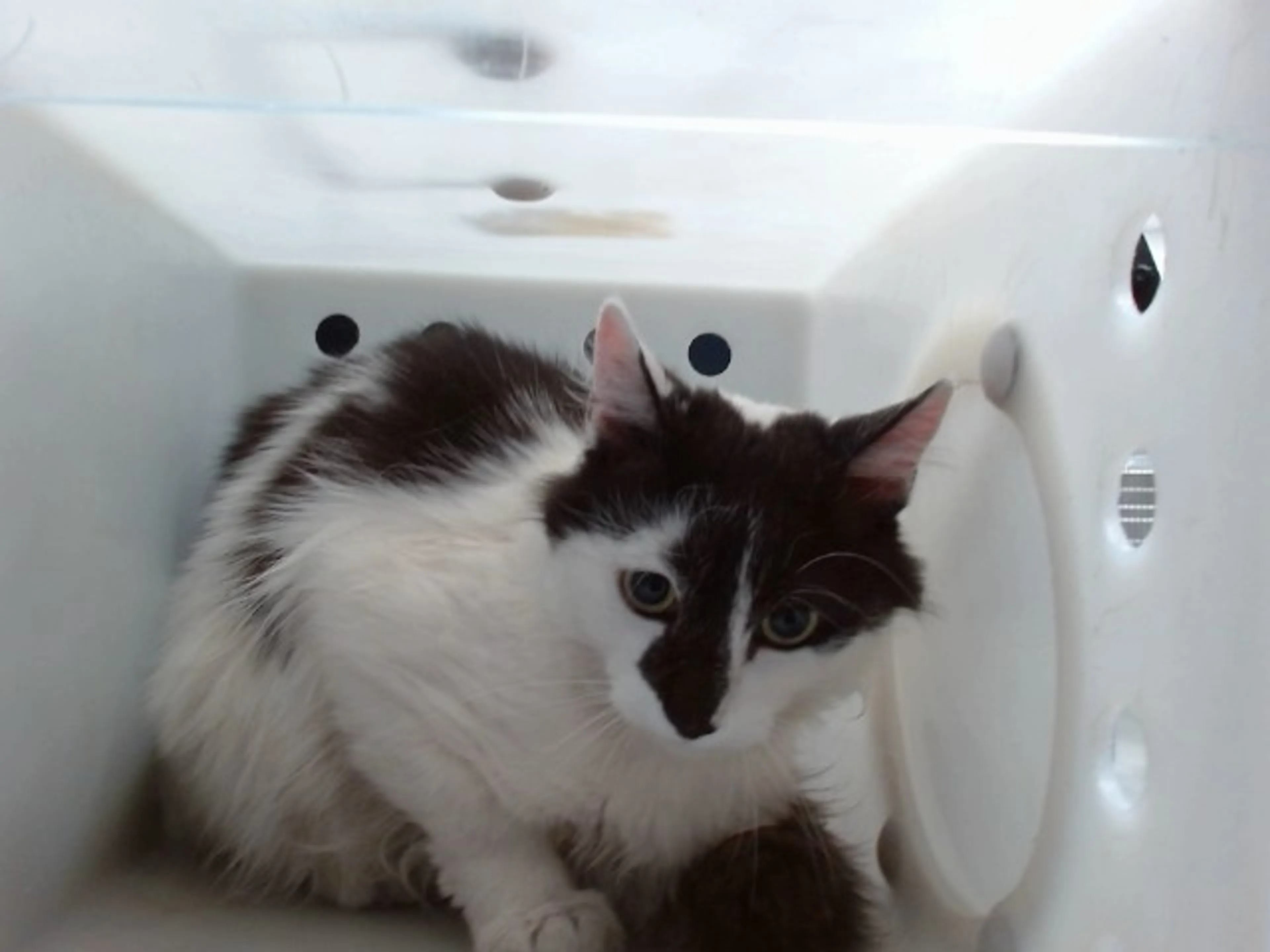 Found pet