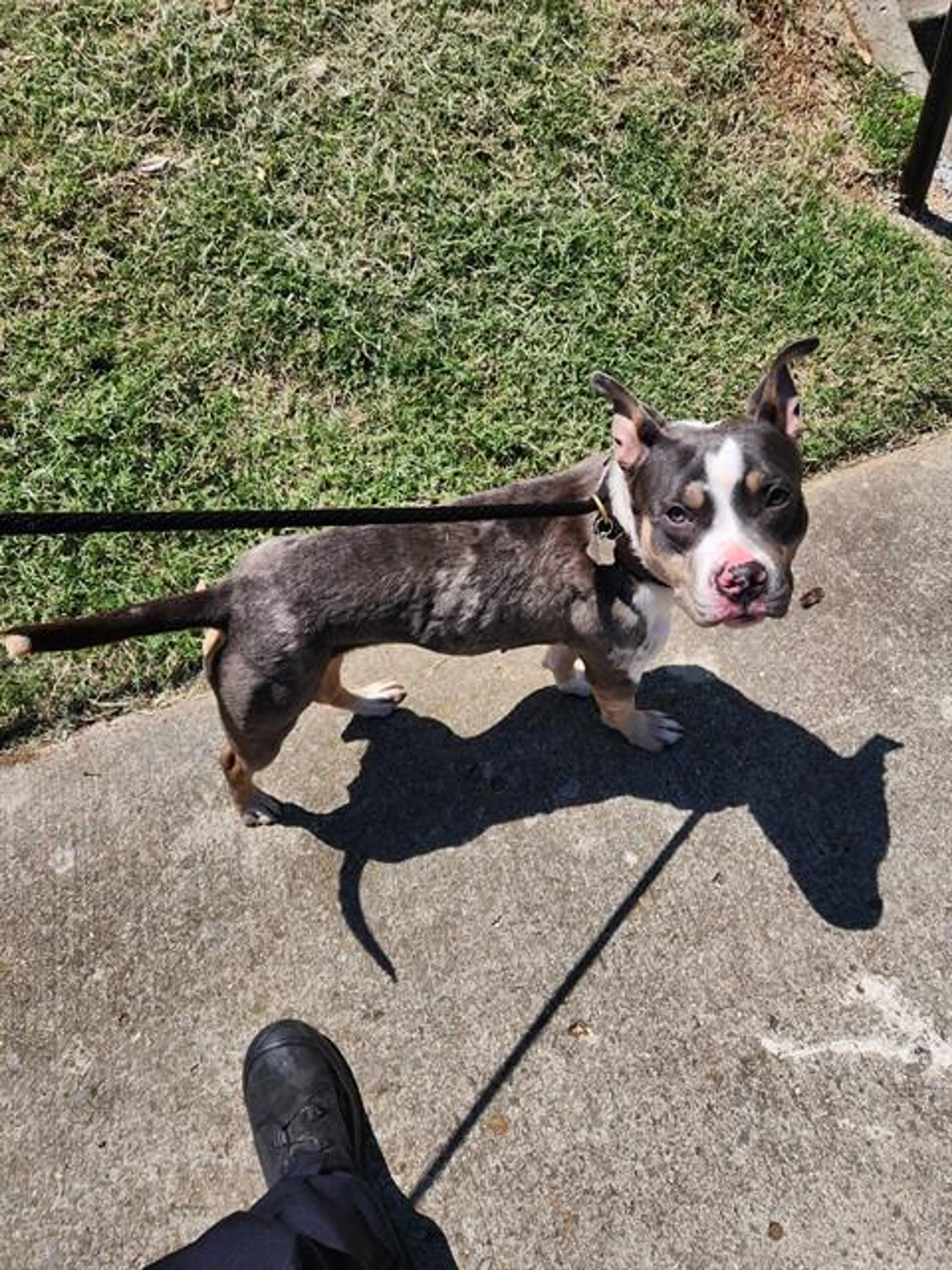 Found pet