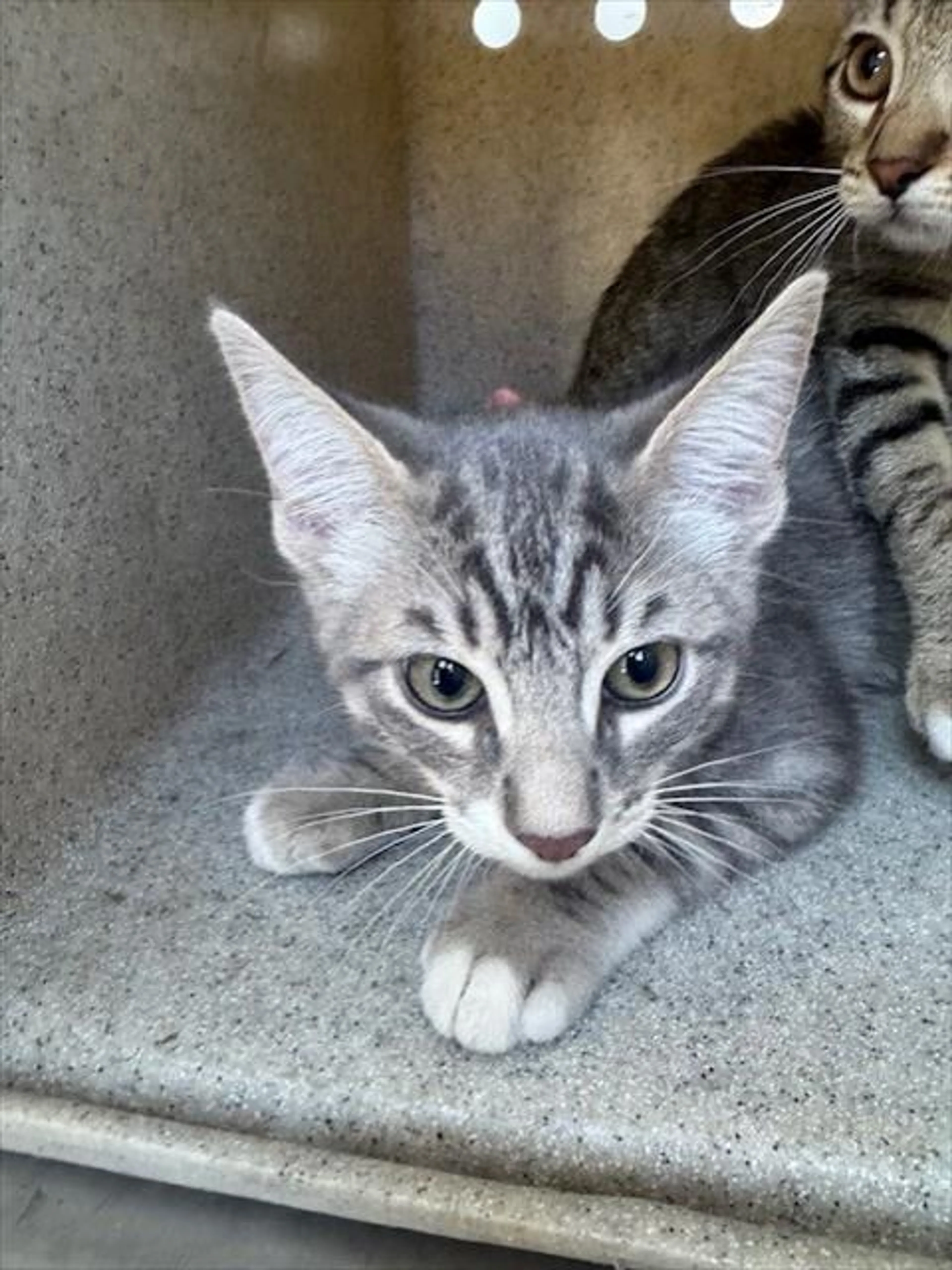 Found pet