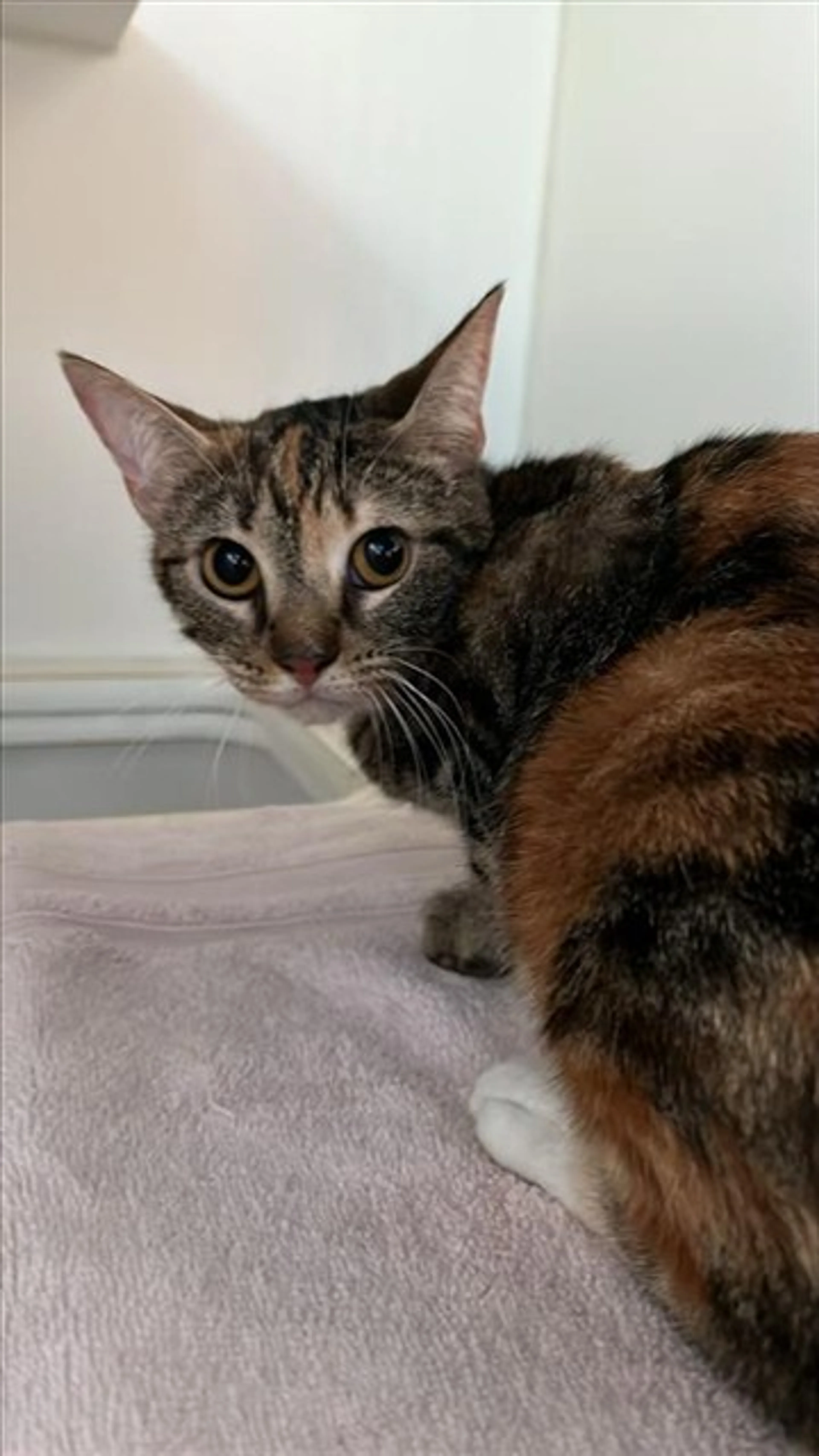 Found pet