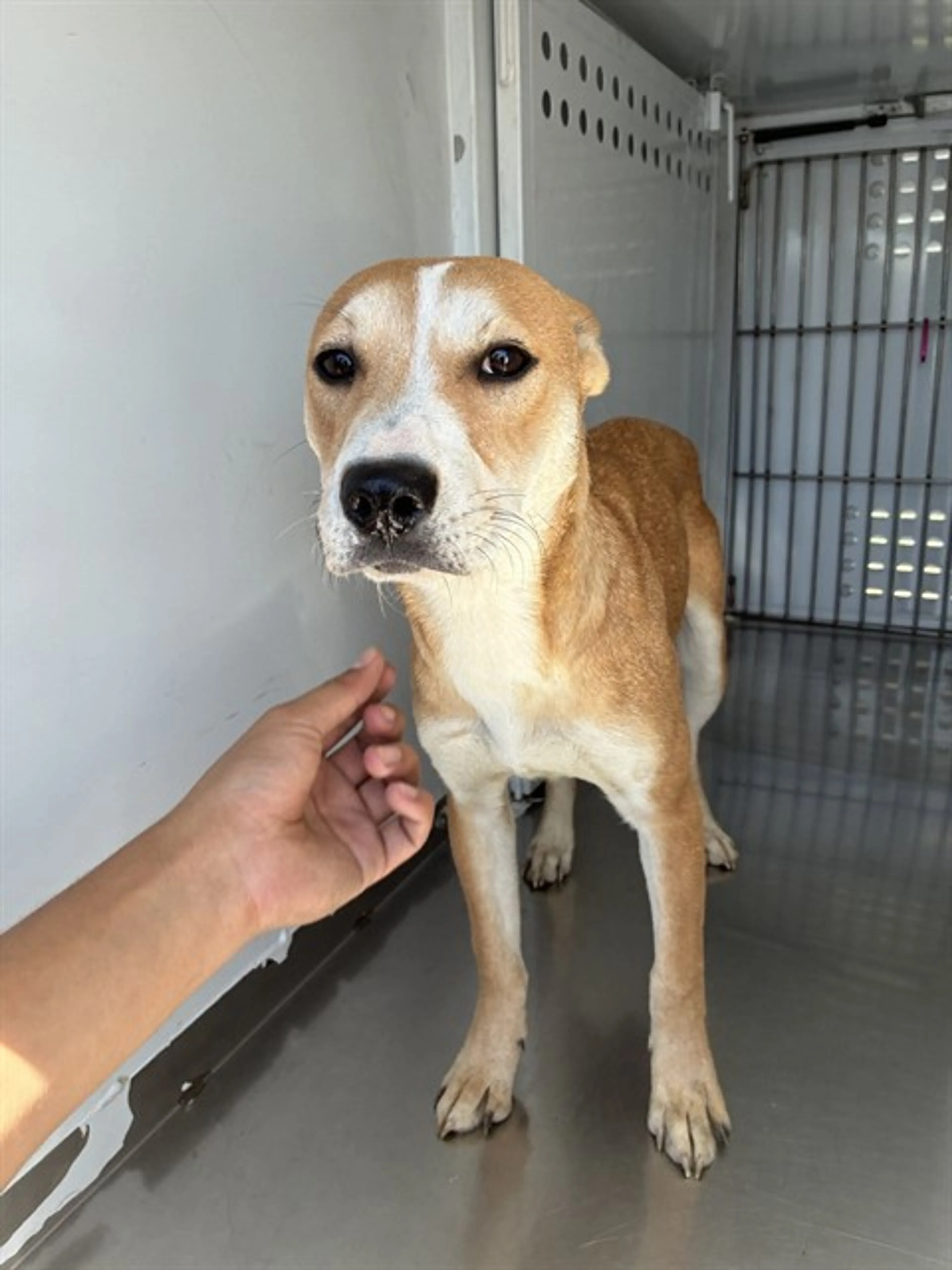 Found pet