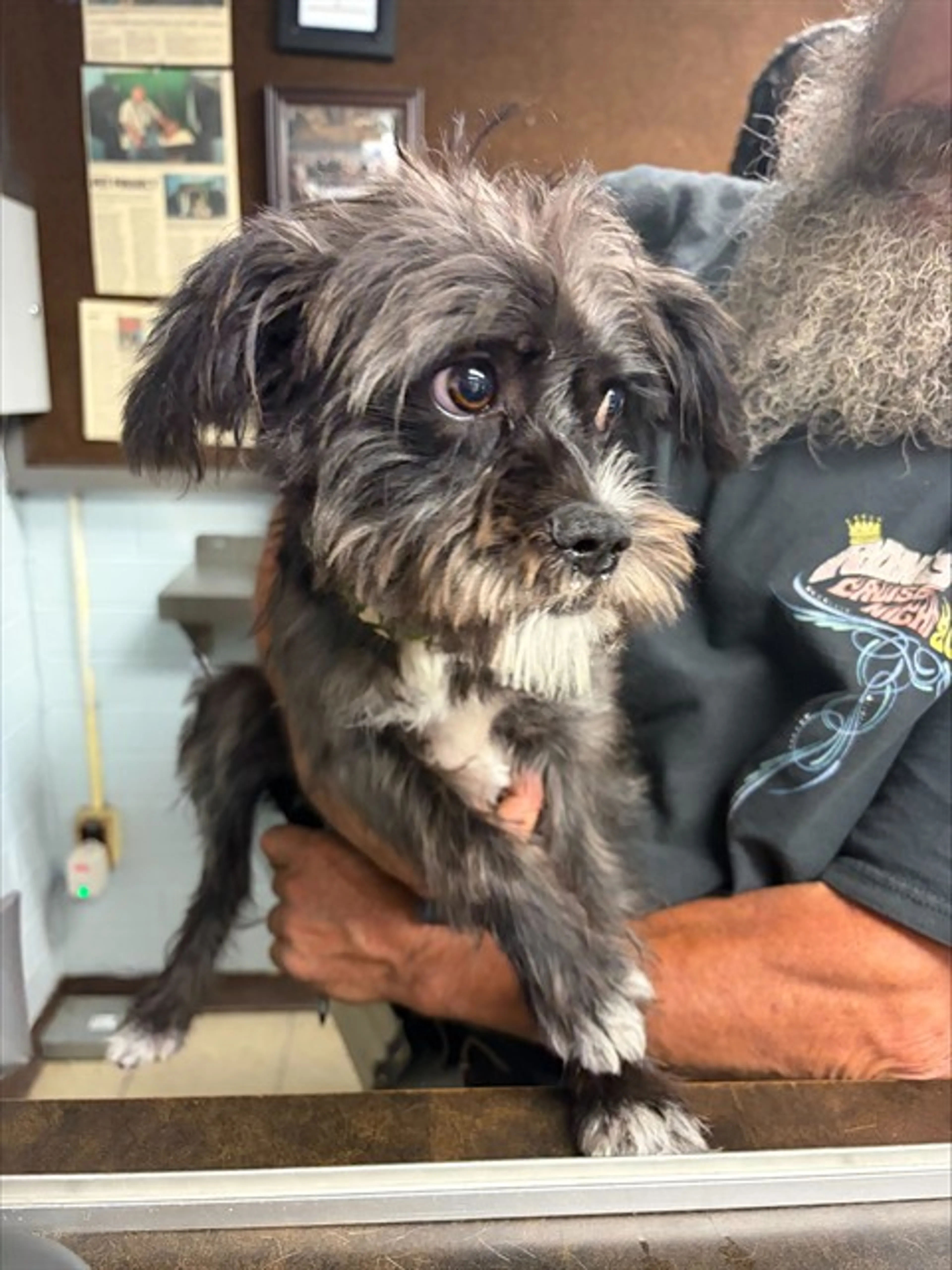 Found pet