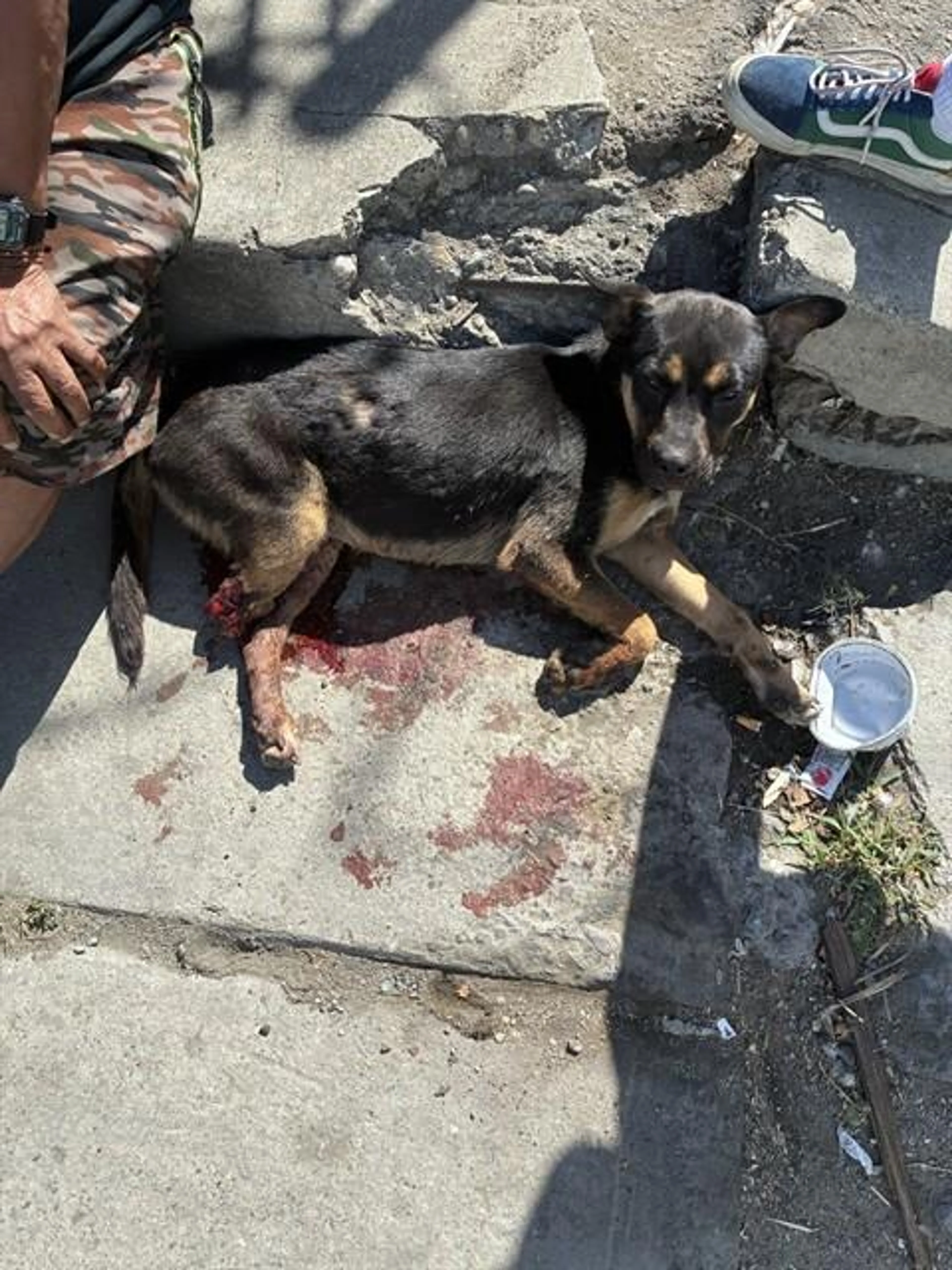 Found pet