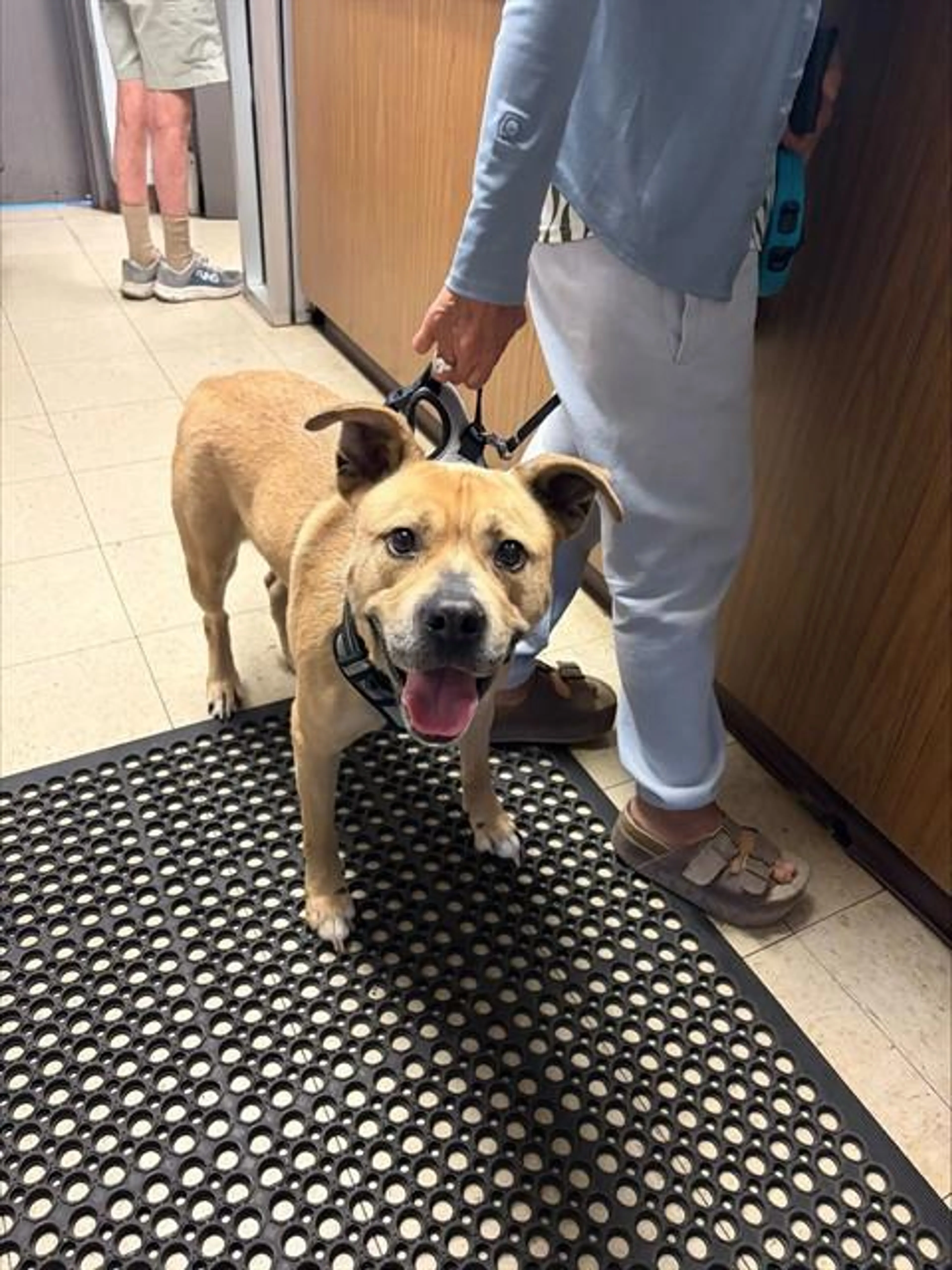 Found pet