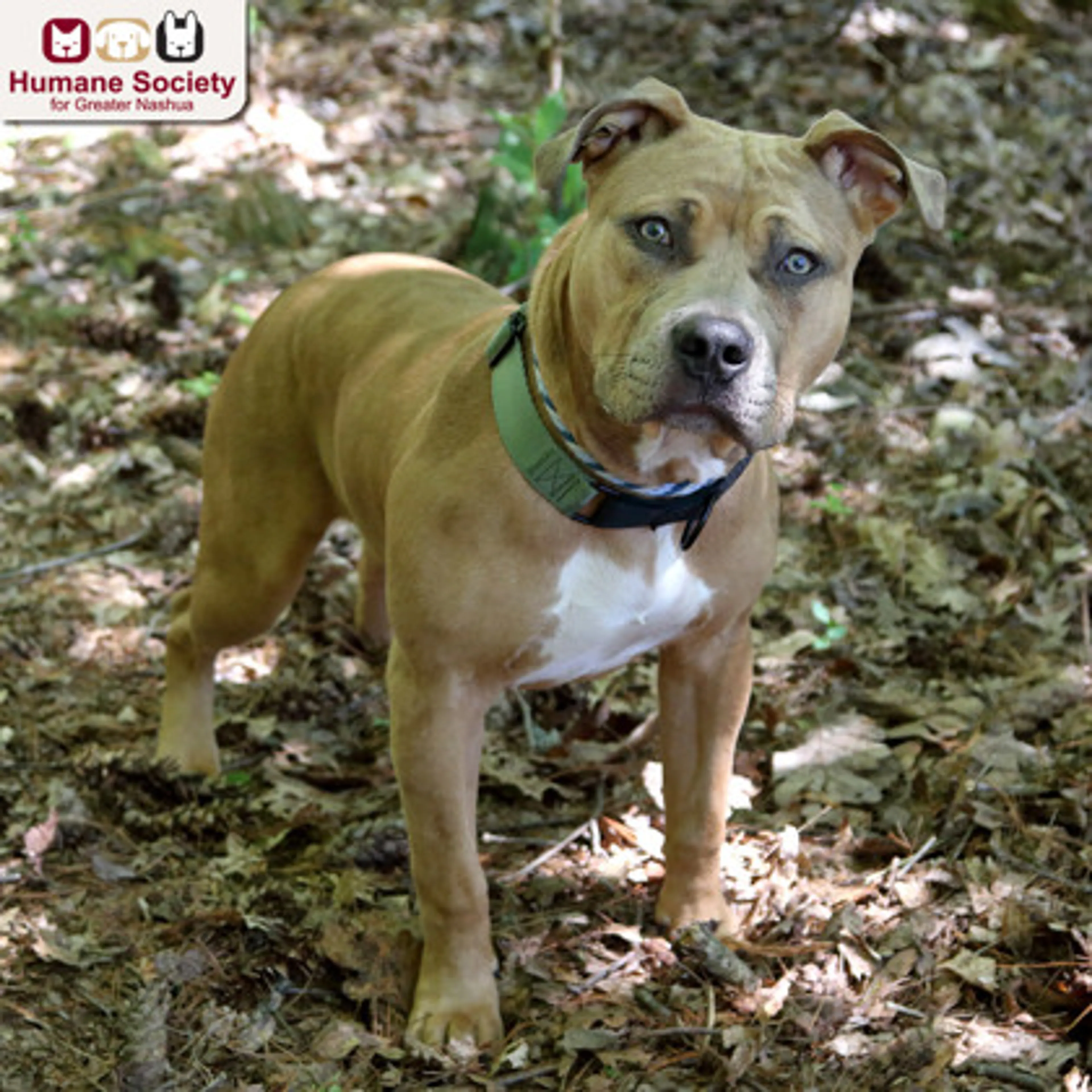 Found pet-2