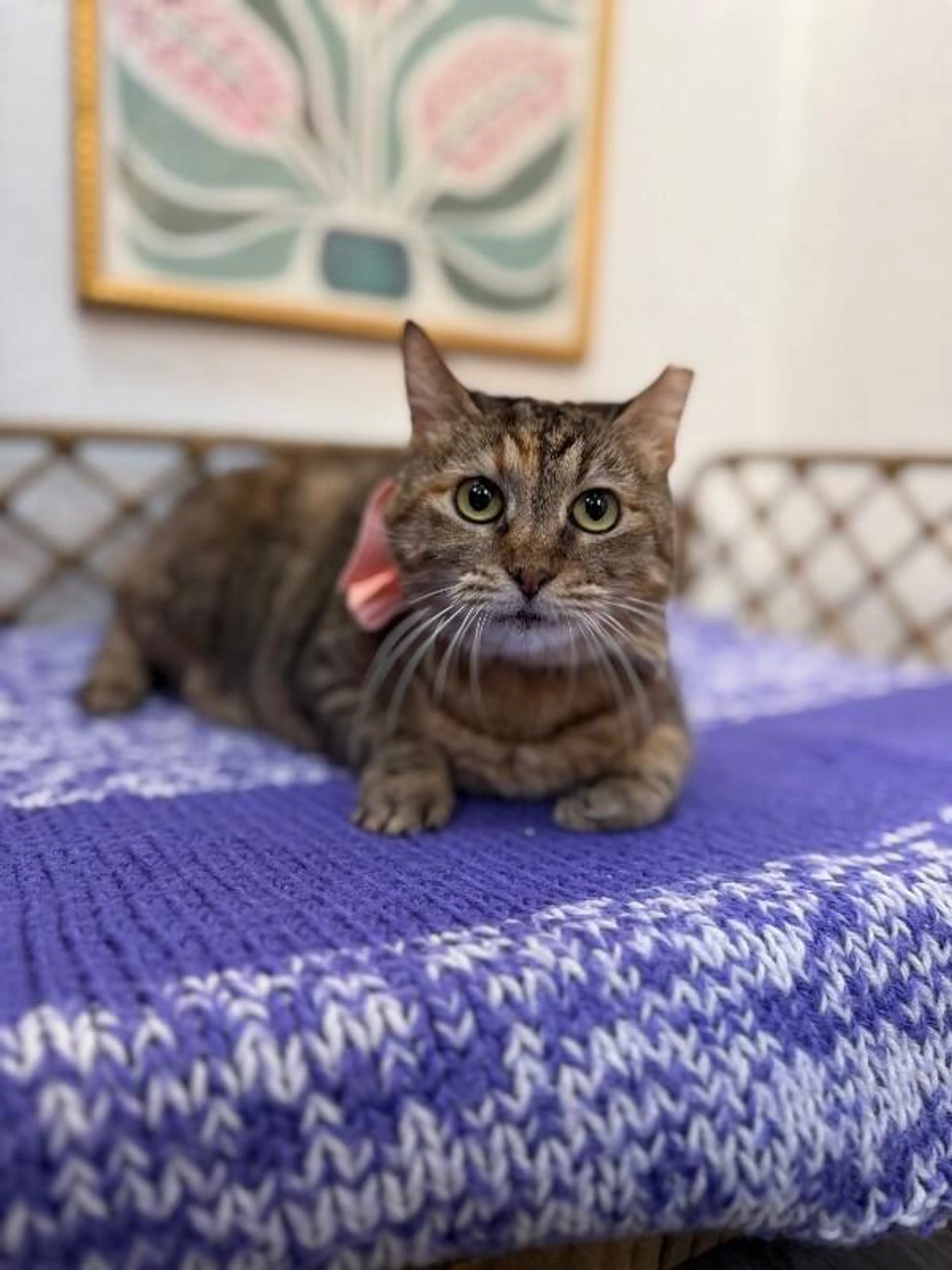 Found pet-2