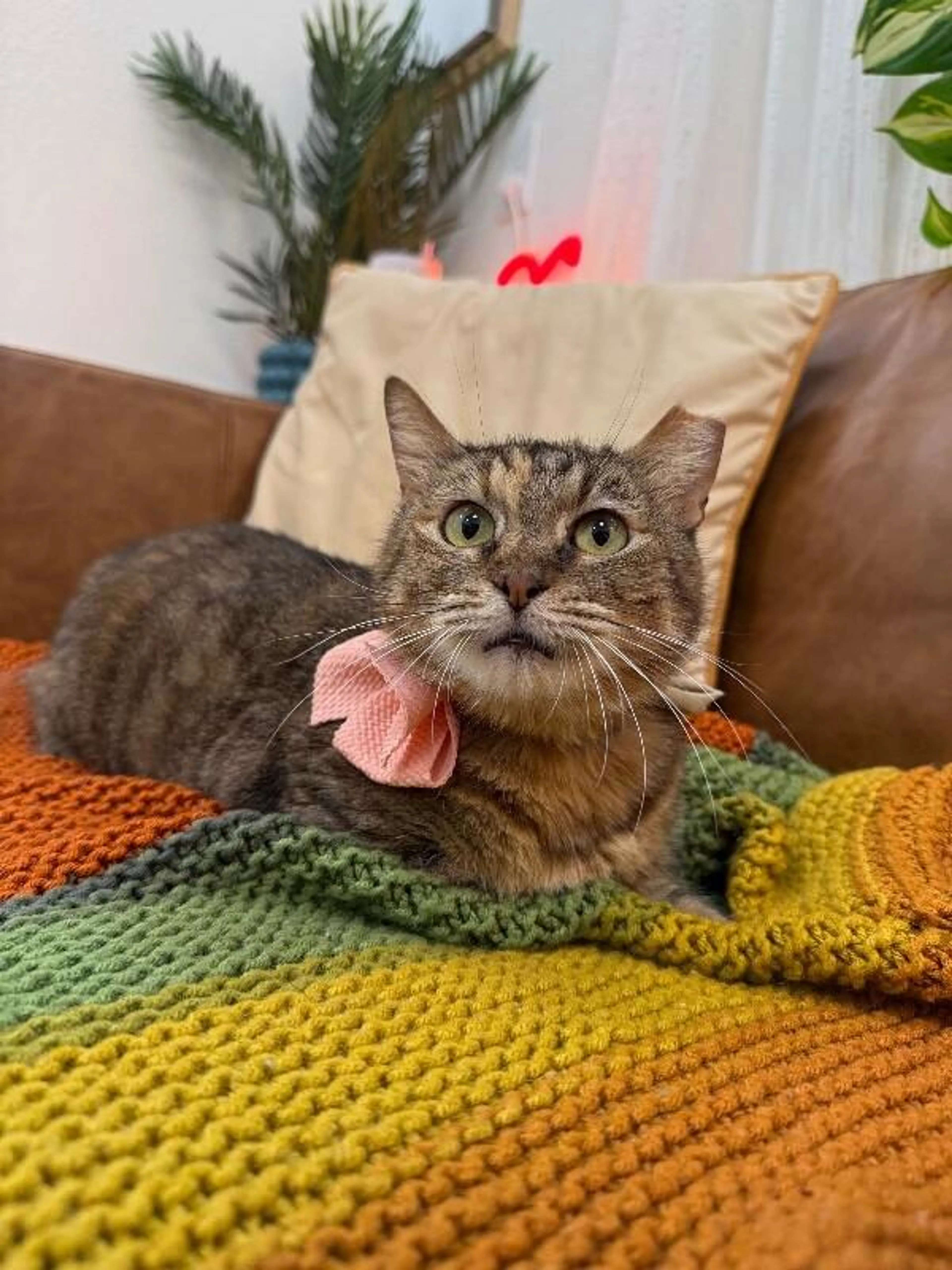 Found pet-3