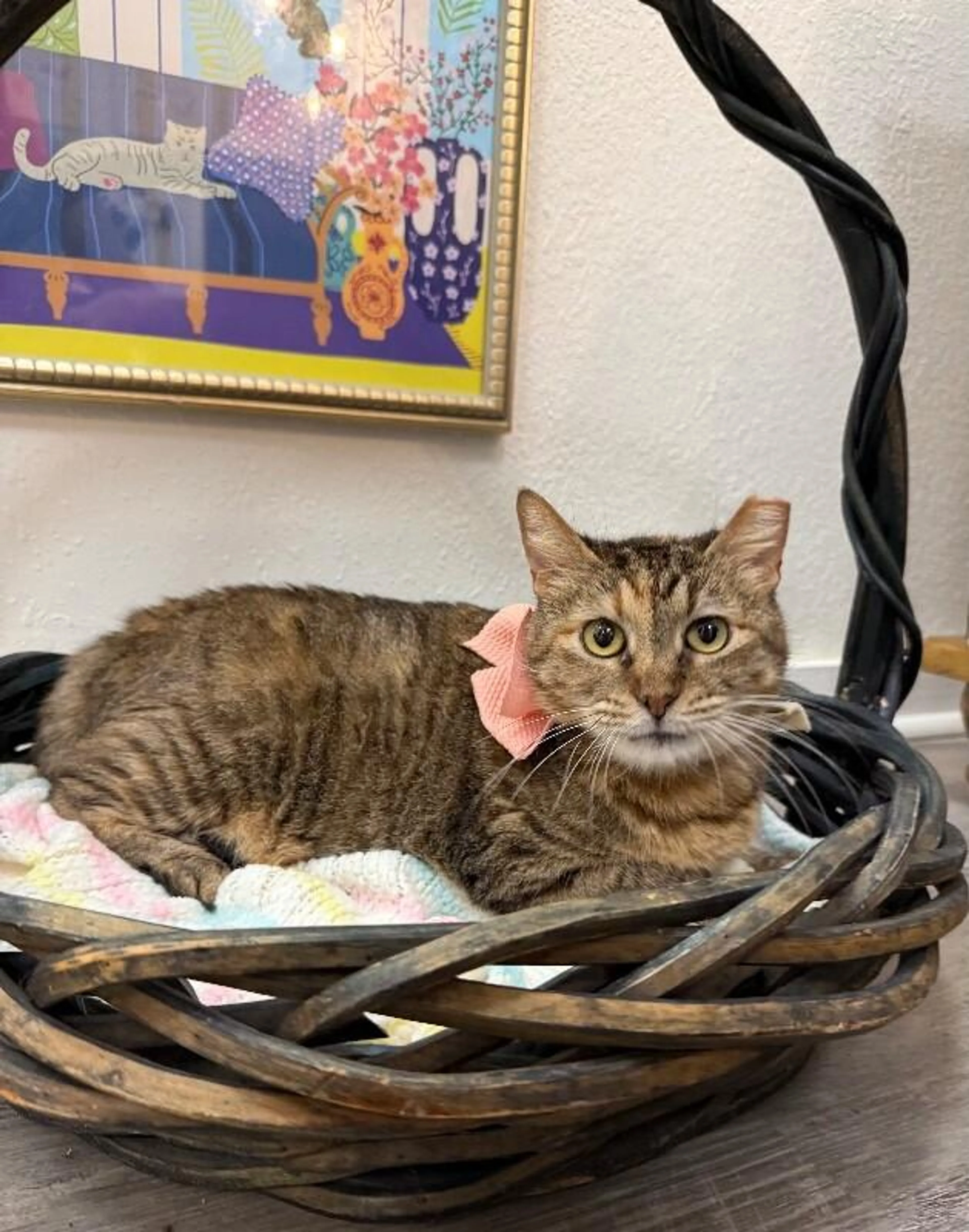 Found pet-4