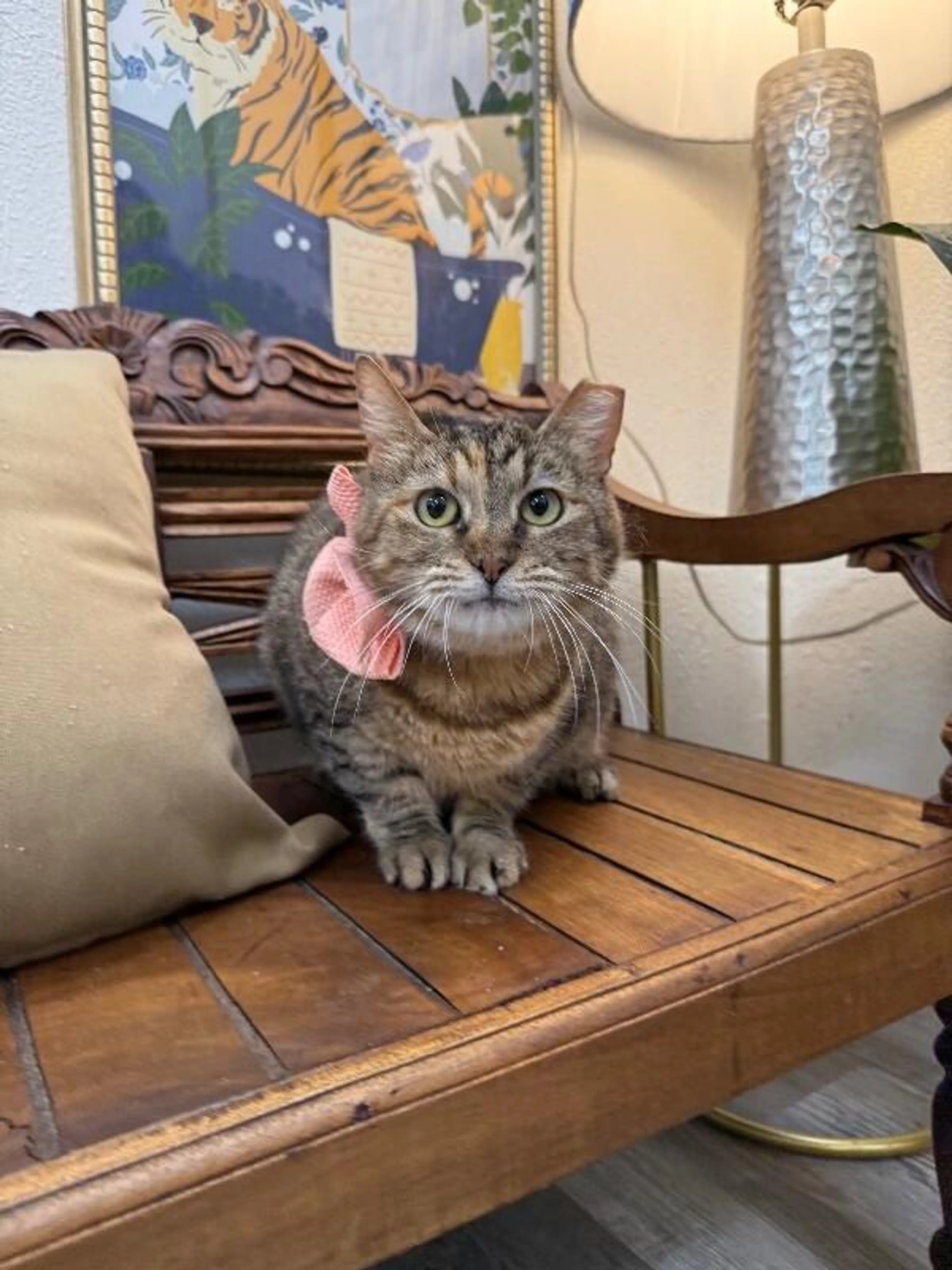 Found pet-1