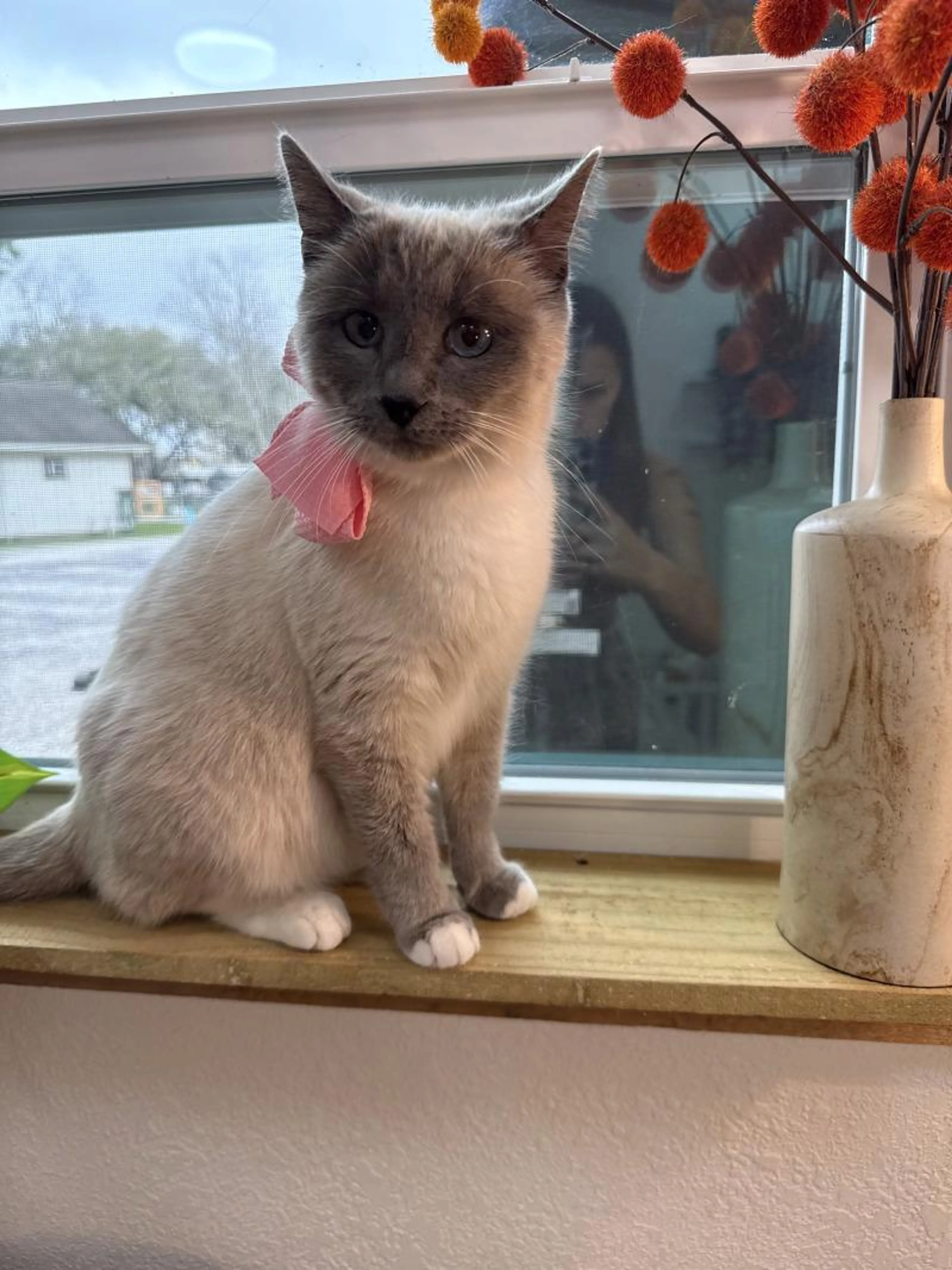 Found pet-0