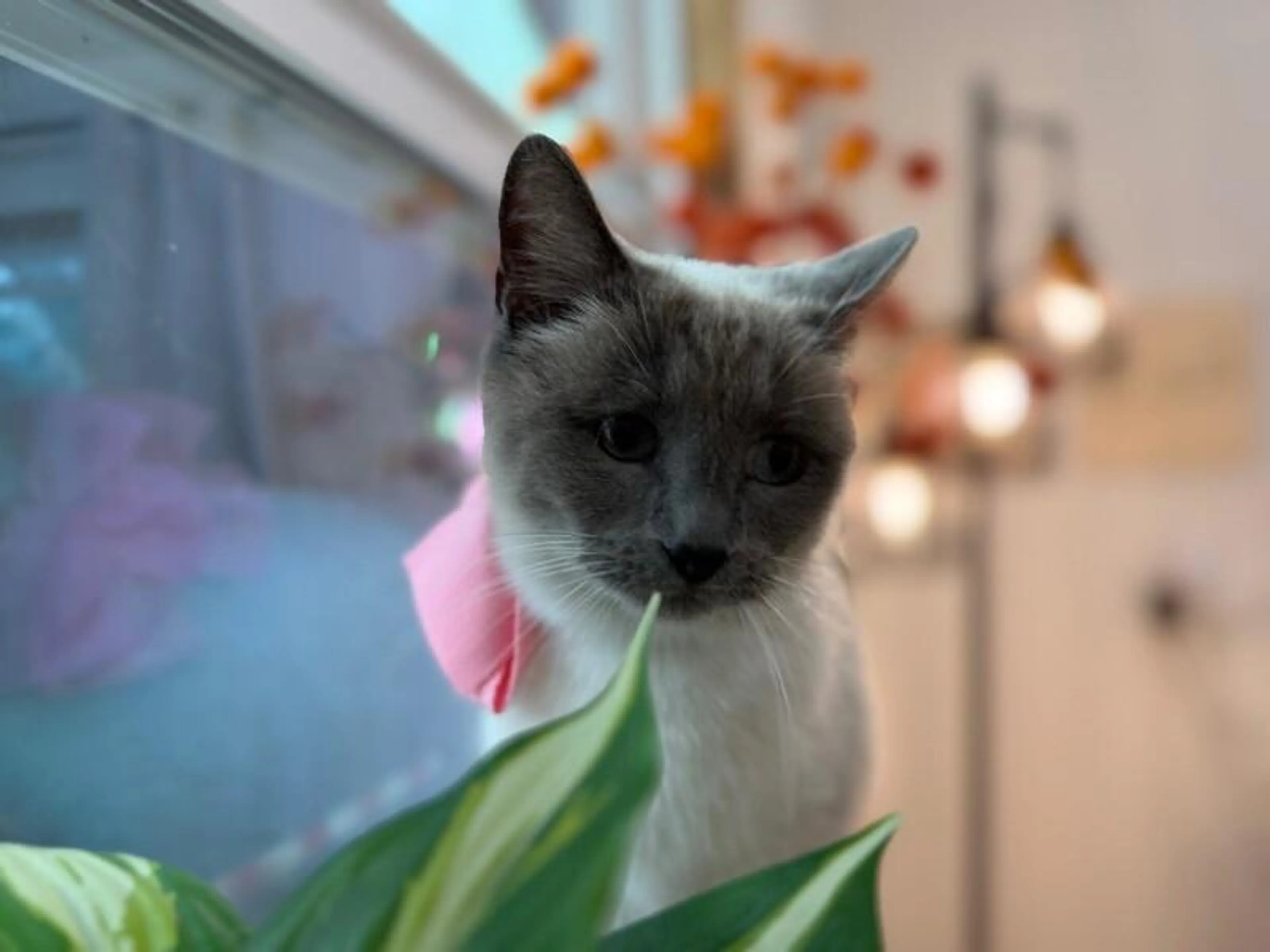 Found pet-4