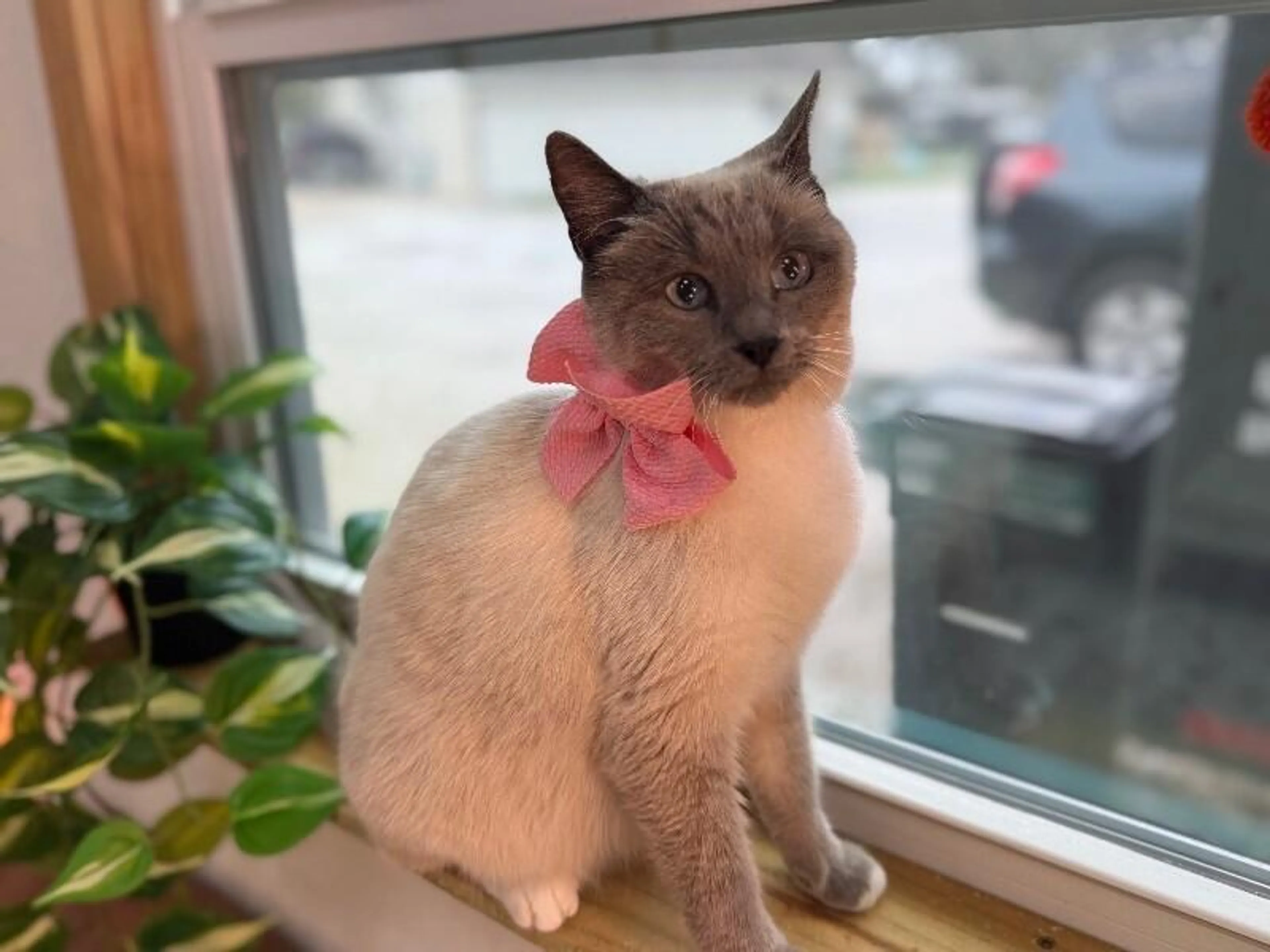 Found pet-1