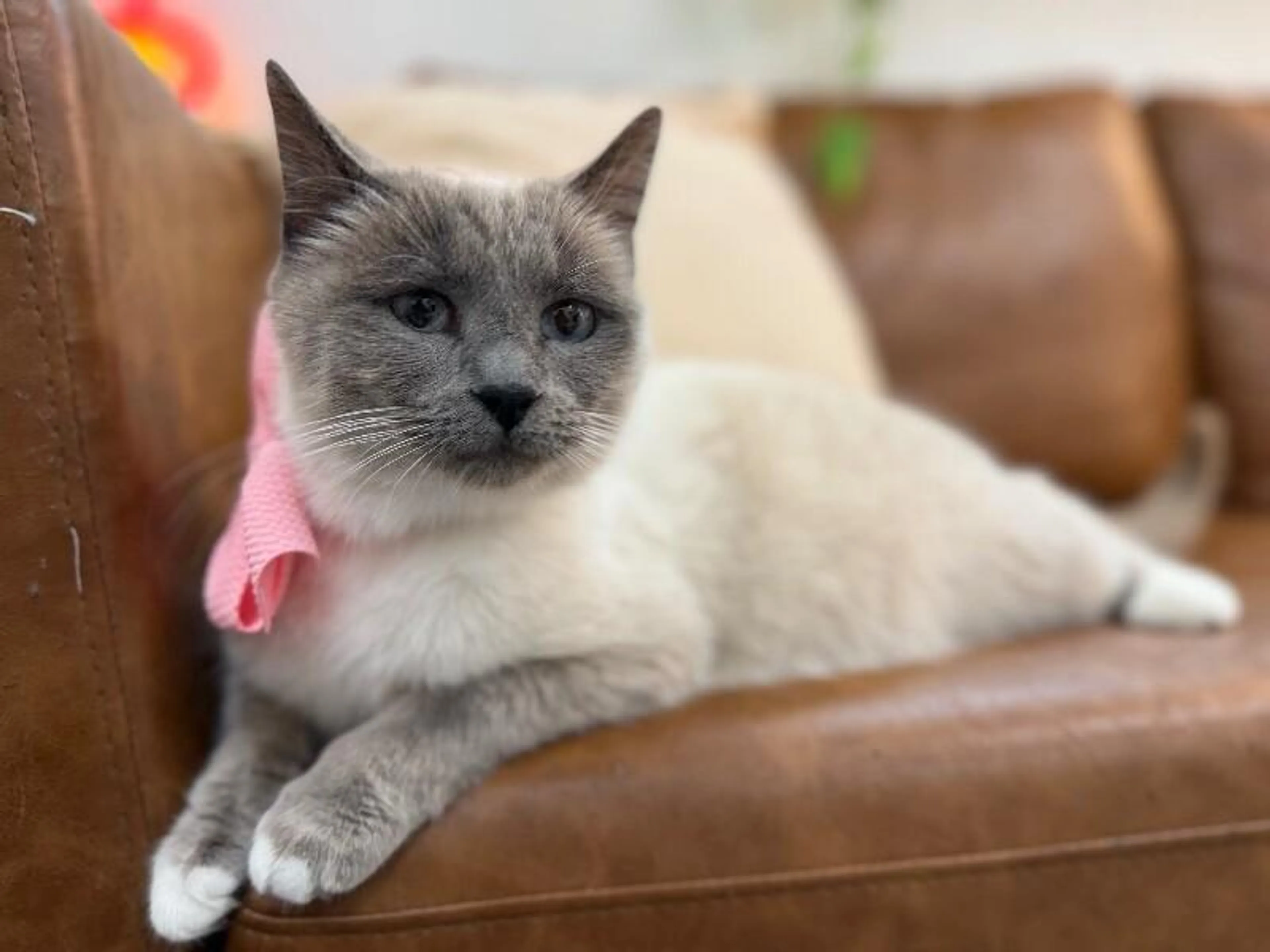 Found pet-3