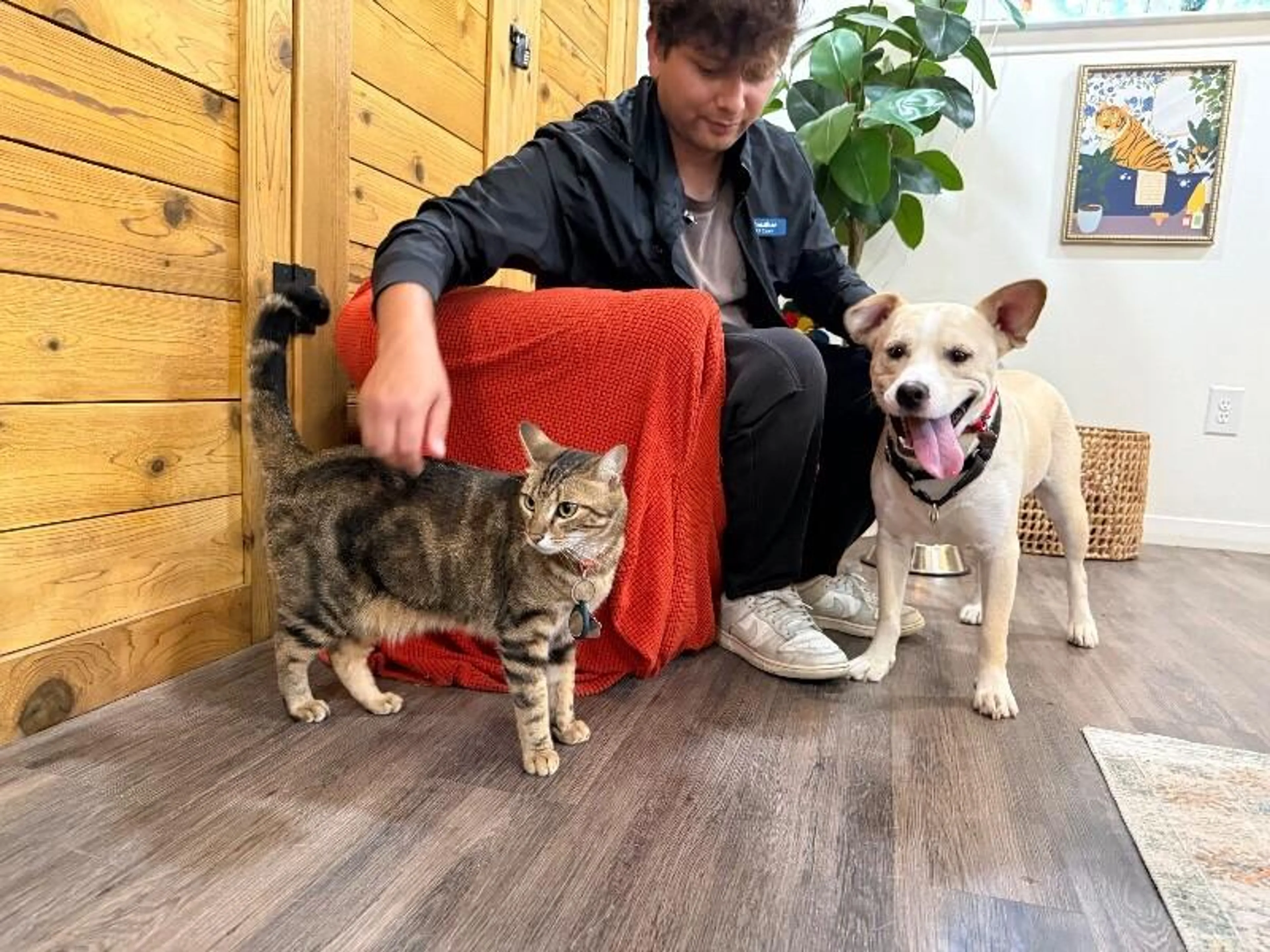 Found pet-1