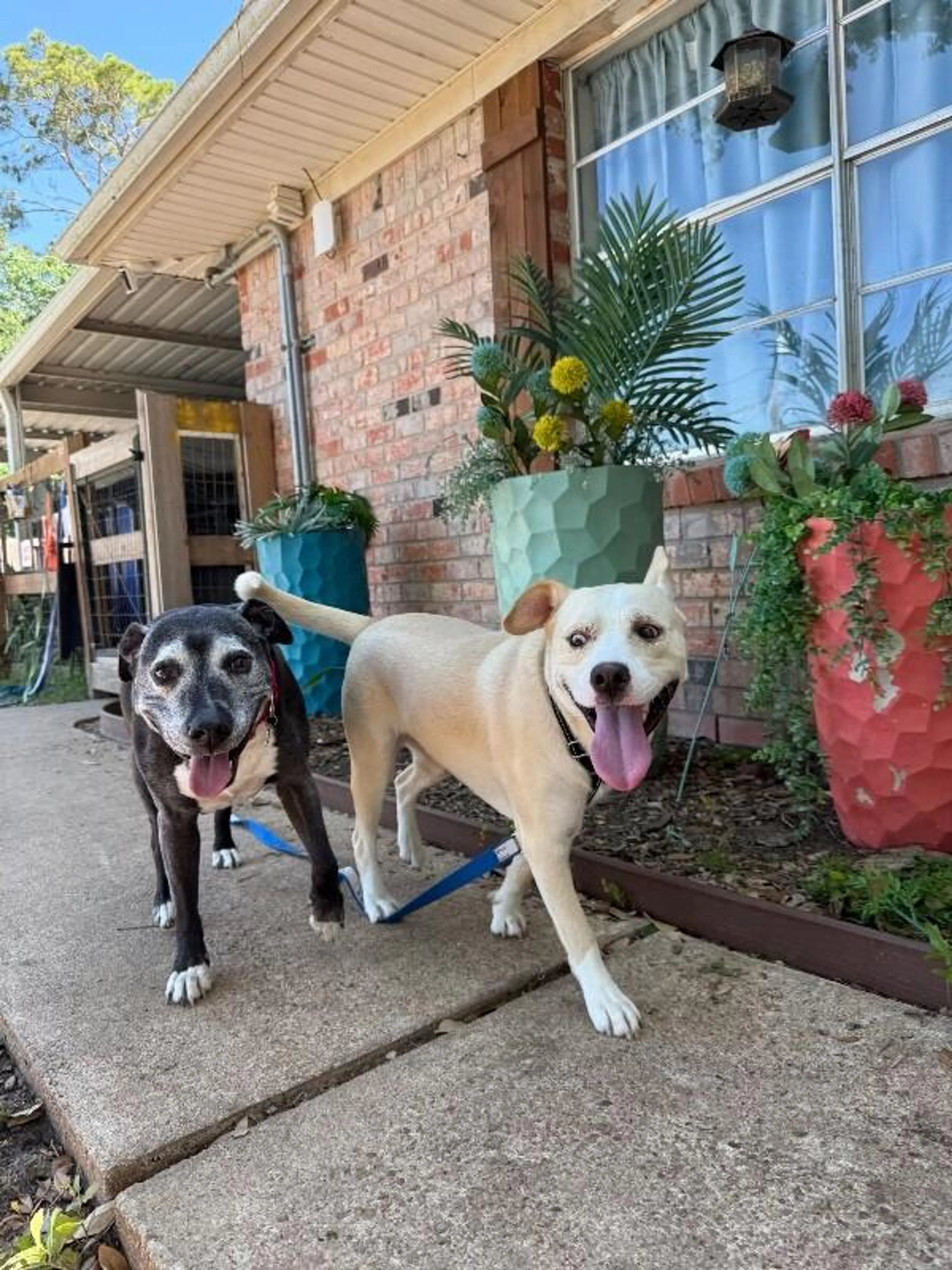 Found pet-4