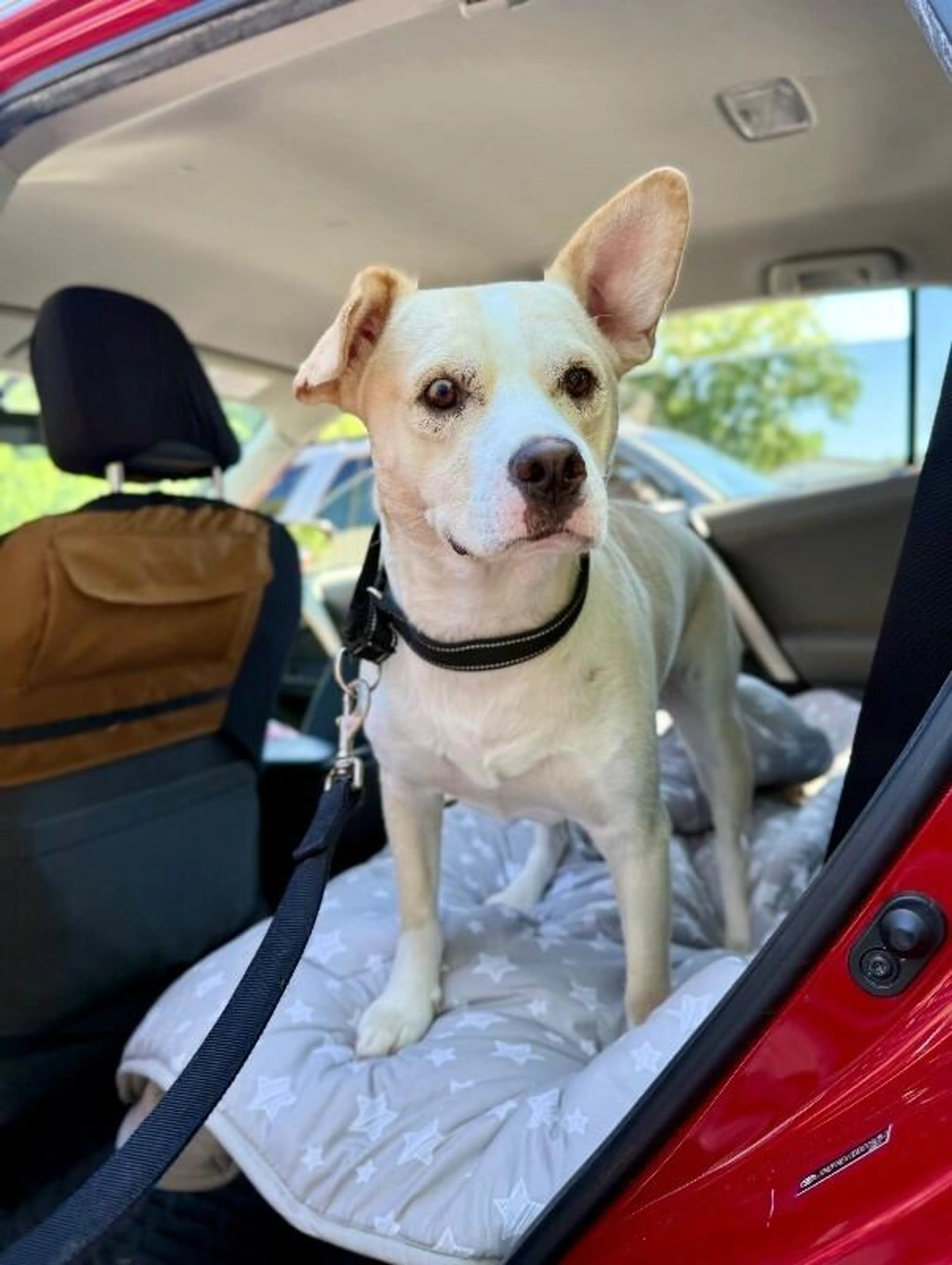 Found pet-3