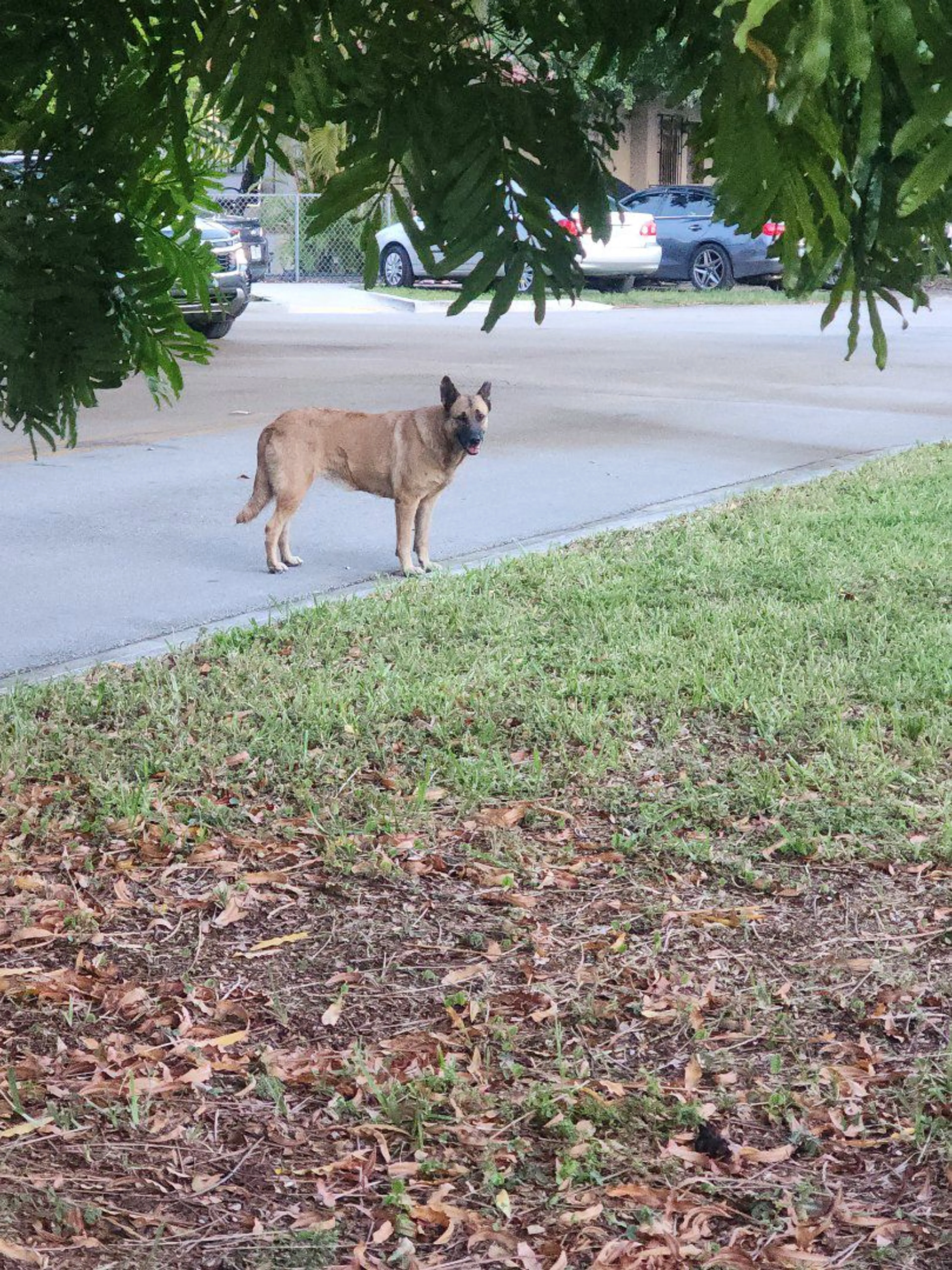Lost pet-1